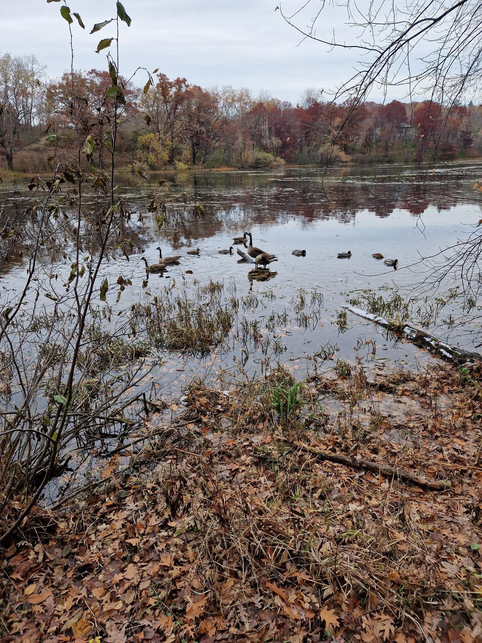 Geese and ducks swim on a calm pond surrounded by autumn trees.