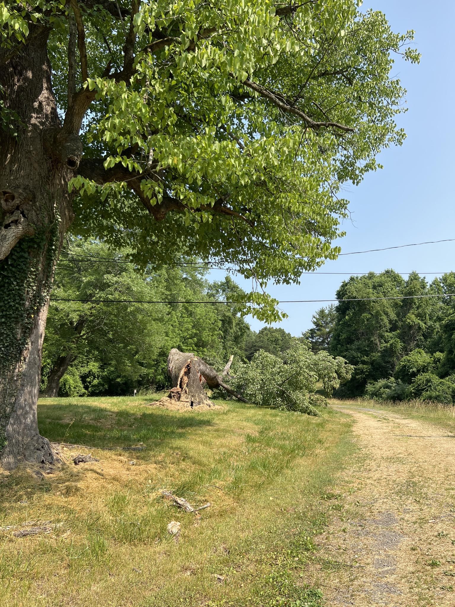 A large tree stands beside a dirt path with a fallen tree on a sunny day. - Bull Run Occoquan Trail Loop