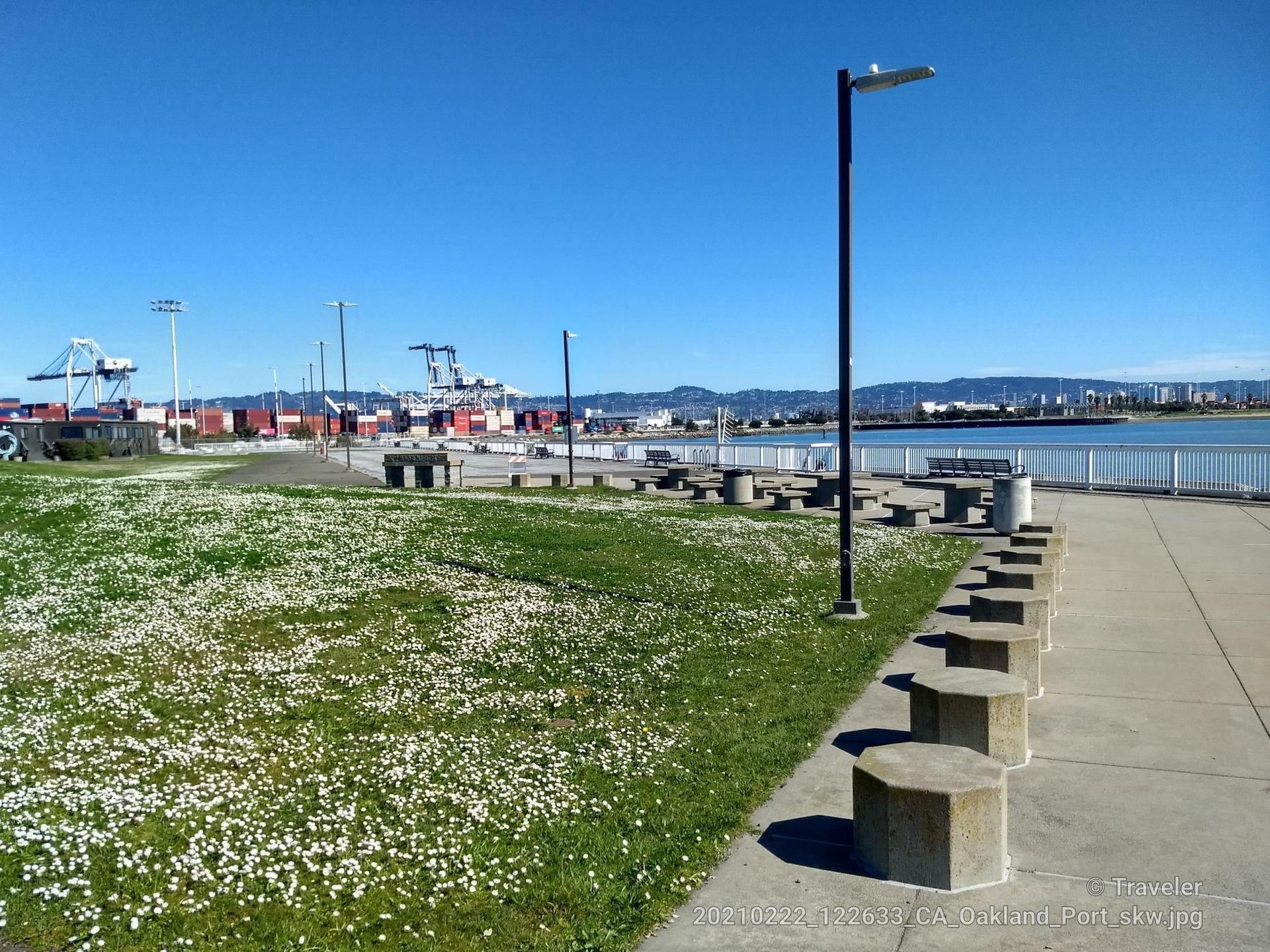 Grassy field with small white flowers next to a paved path and water.