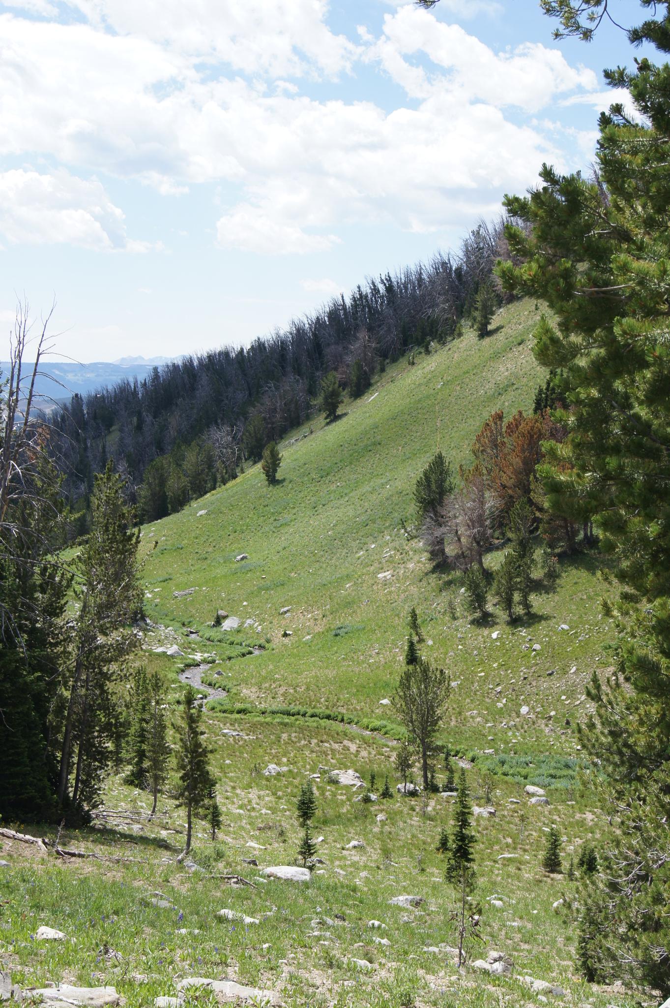Green mountain slope with a winding stream and scattered trees under a cloudy sky.