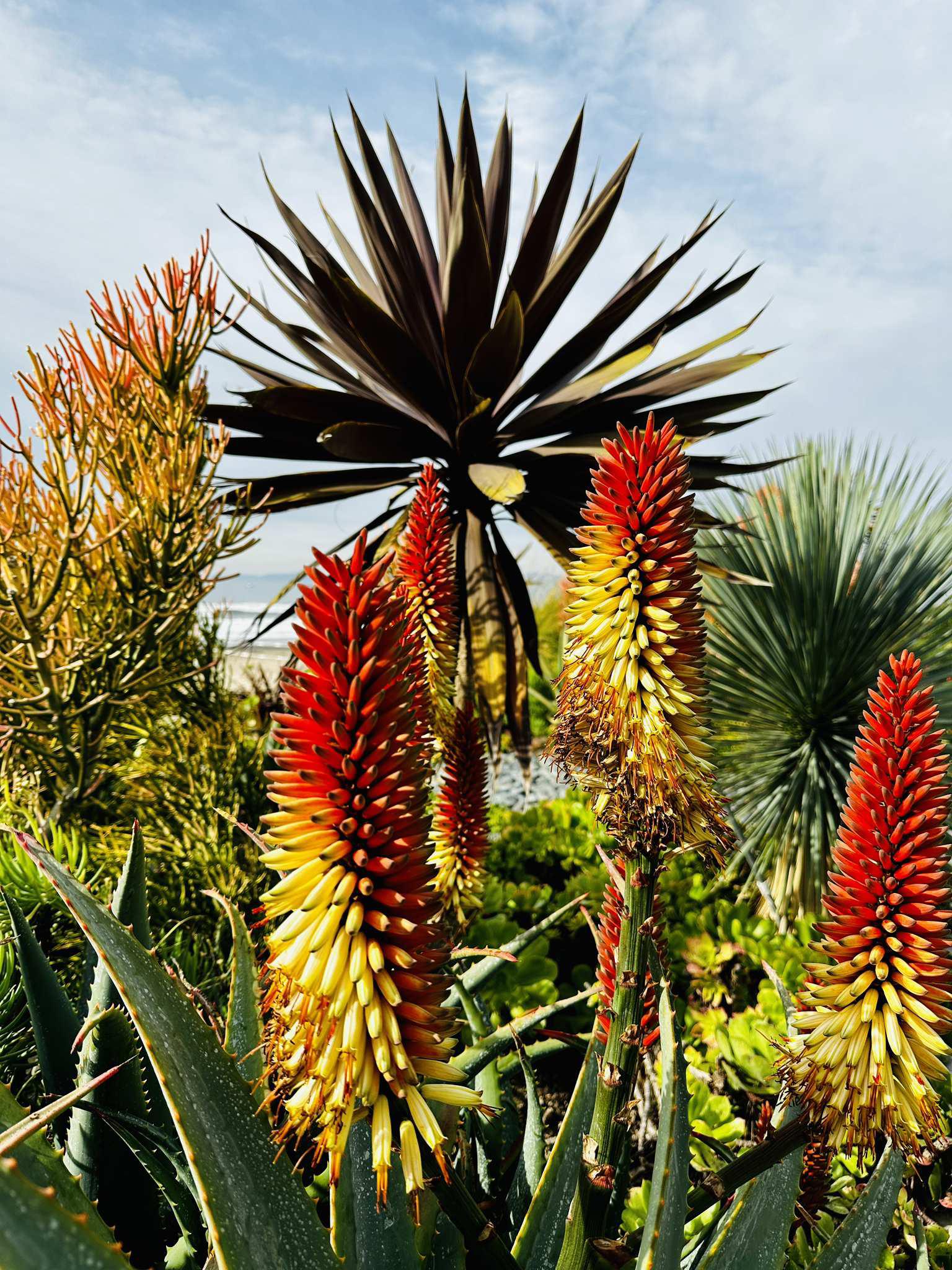 Vibrant red and yellow flowering plants with spiky succulents and ocean background.