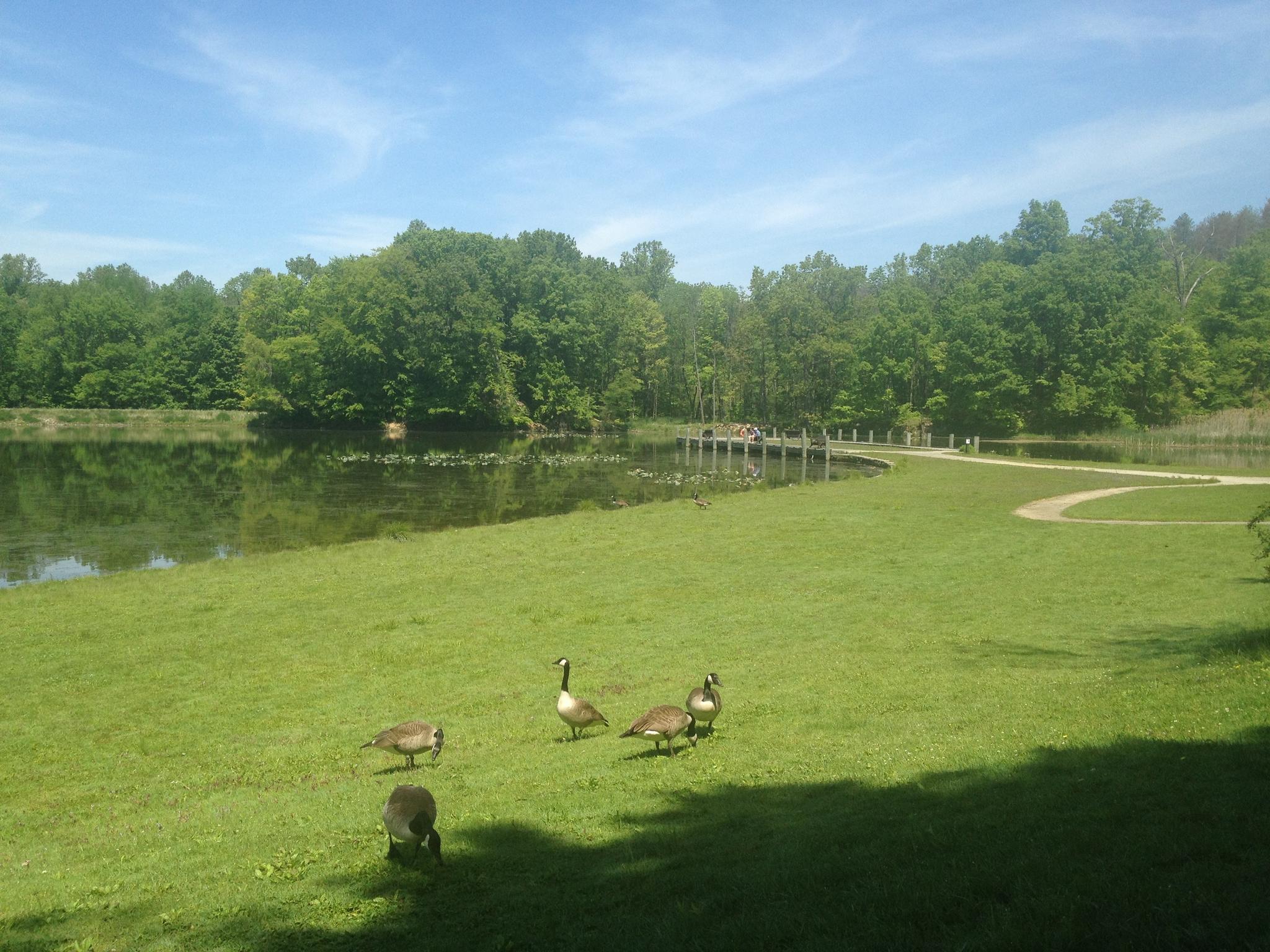 Several geese graze on a grassy bank next to a lake under a clear sky.