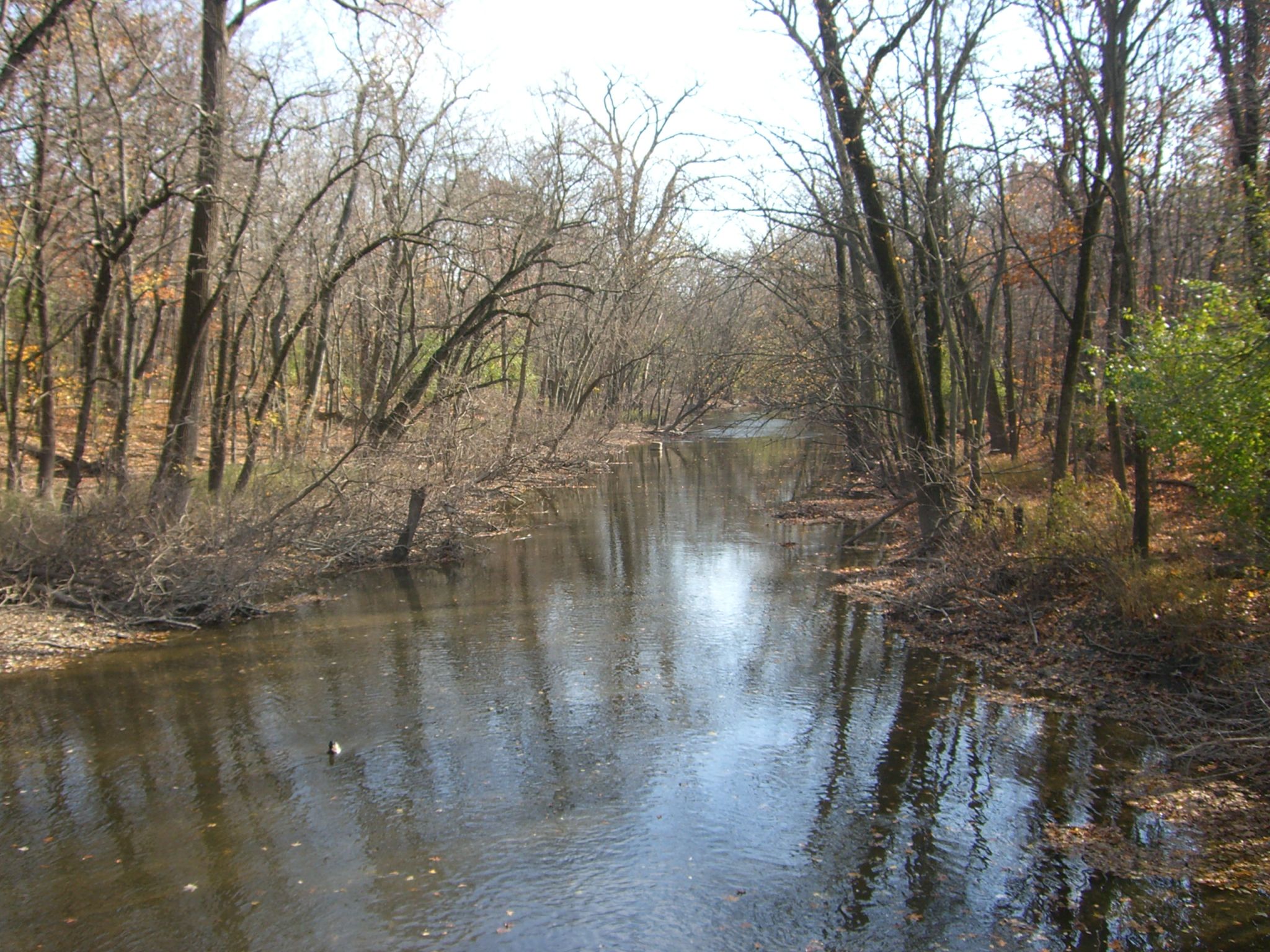 Calm river flowing through a forest with bare trees under bright sky. - North Branch Trail: Harms Woods Loop