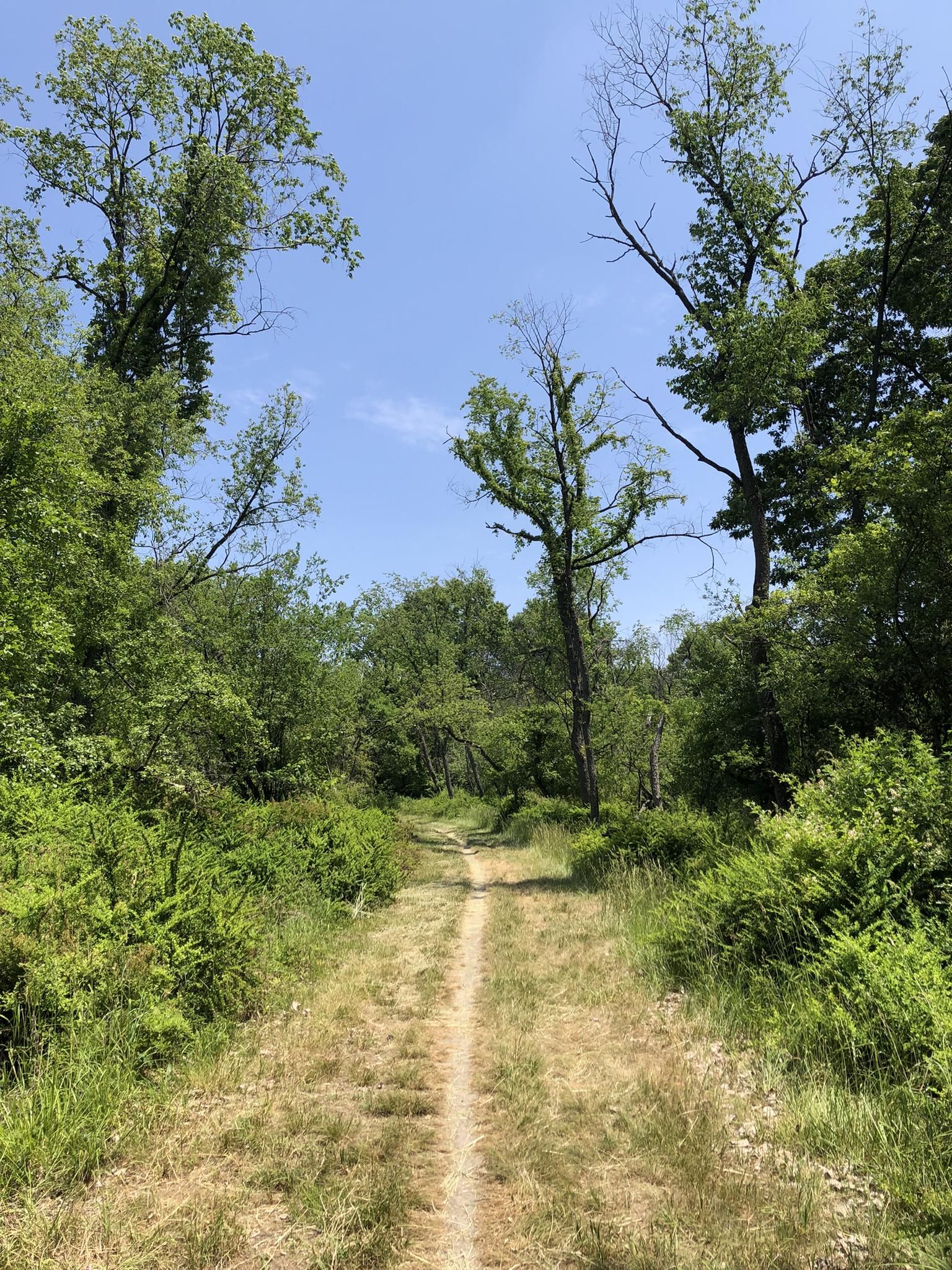 A narrow dirt path winds through a vibrant green forest on a sunny day. - Catherine Chevalier Woods River Loop