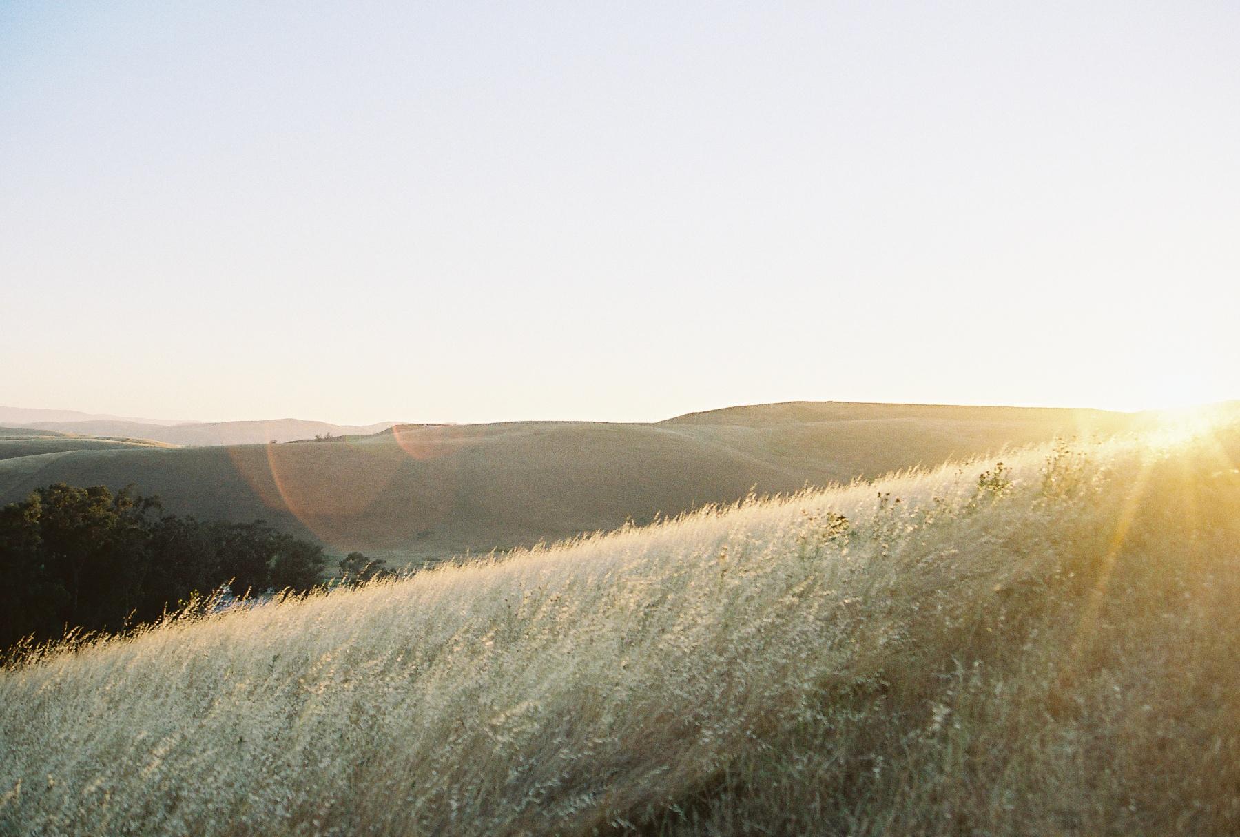 Golden hour sunlight illuminates a hillside covered in tall, dry grass.