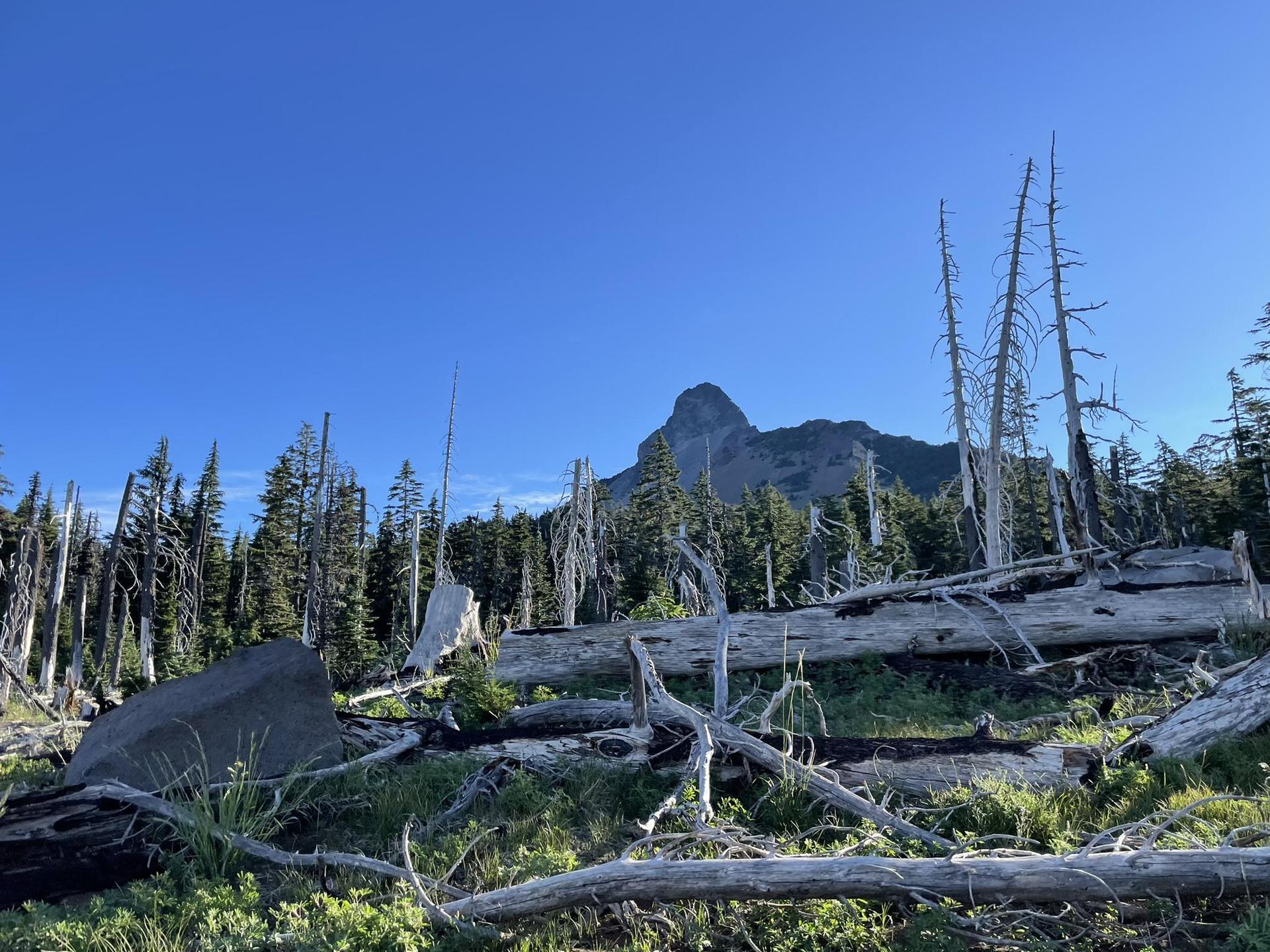 Fallen logs and dead trees on a sunny forest floor with a distant mountain.