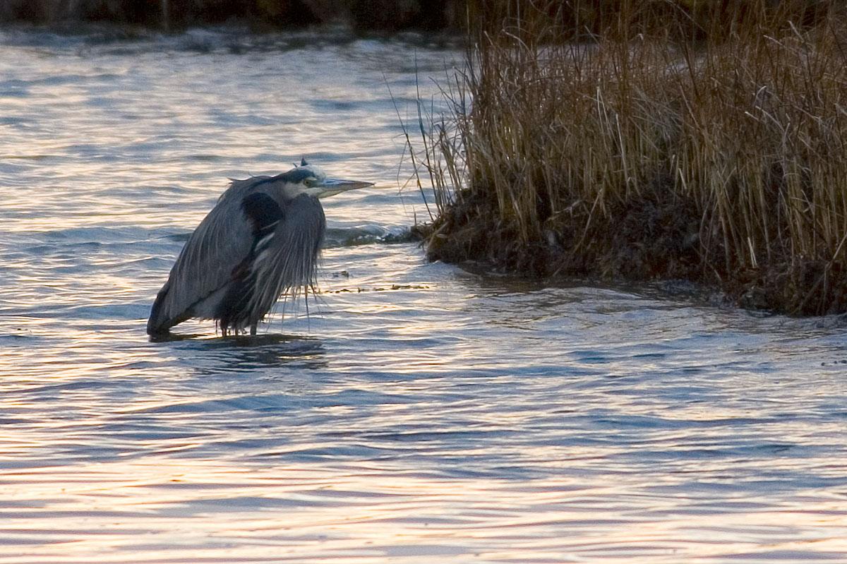 A large gray bird stands in shallow water near dry reeds in soft light.