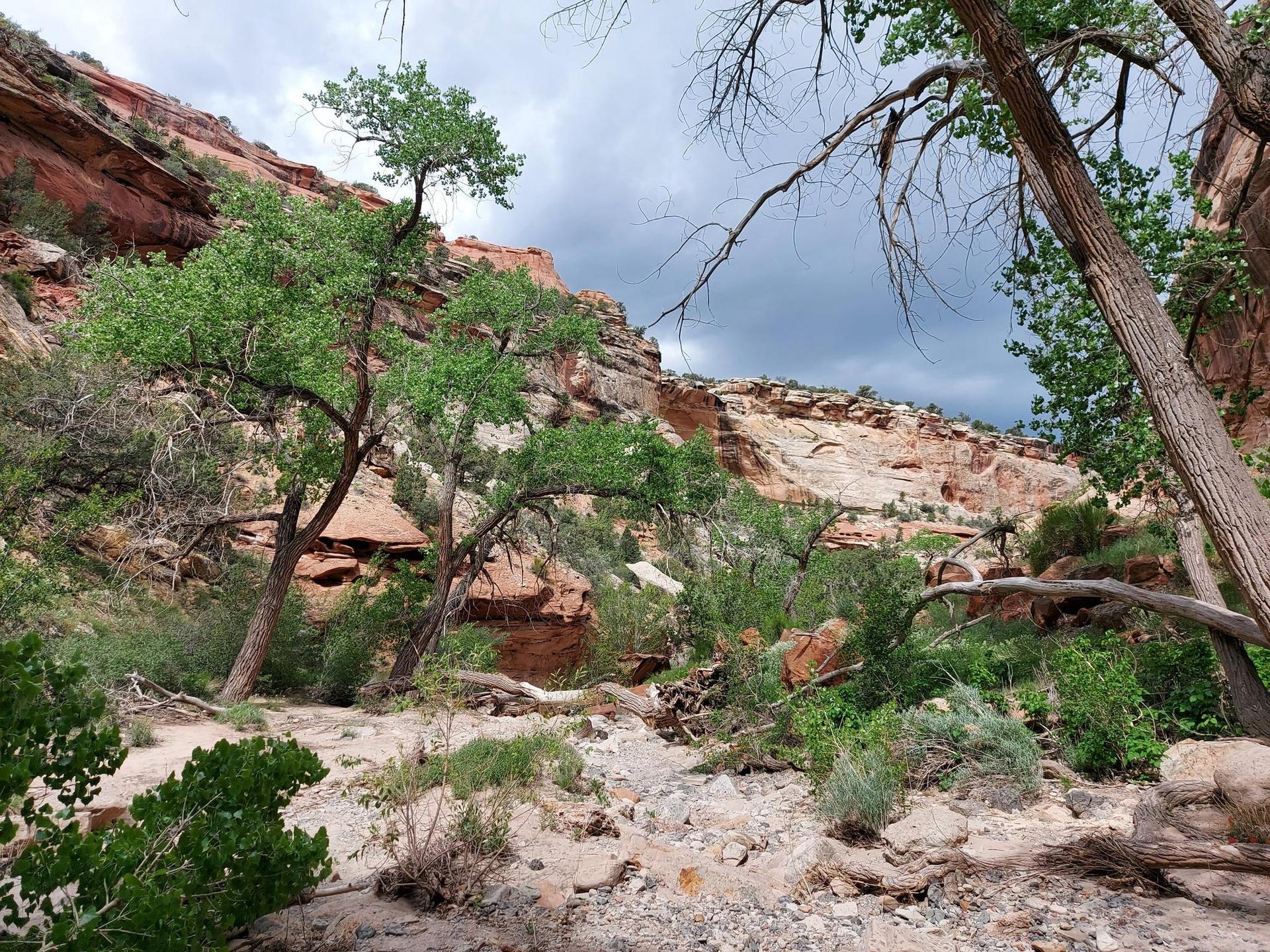 Rocky canyon floor with green trees, red cliffs, and a cloudy sky.