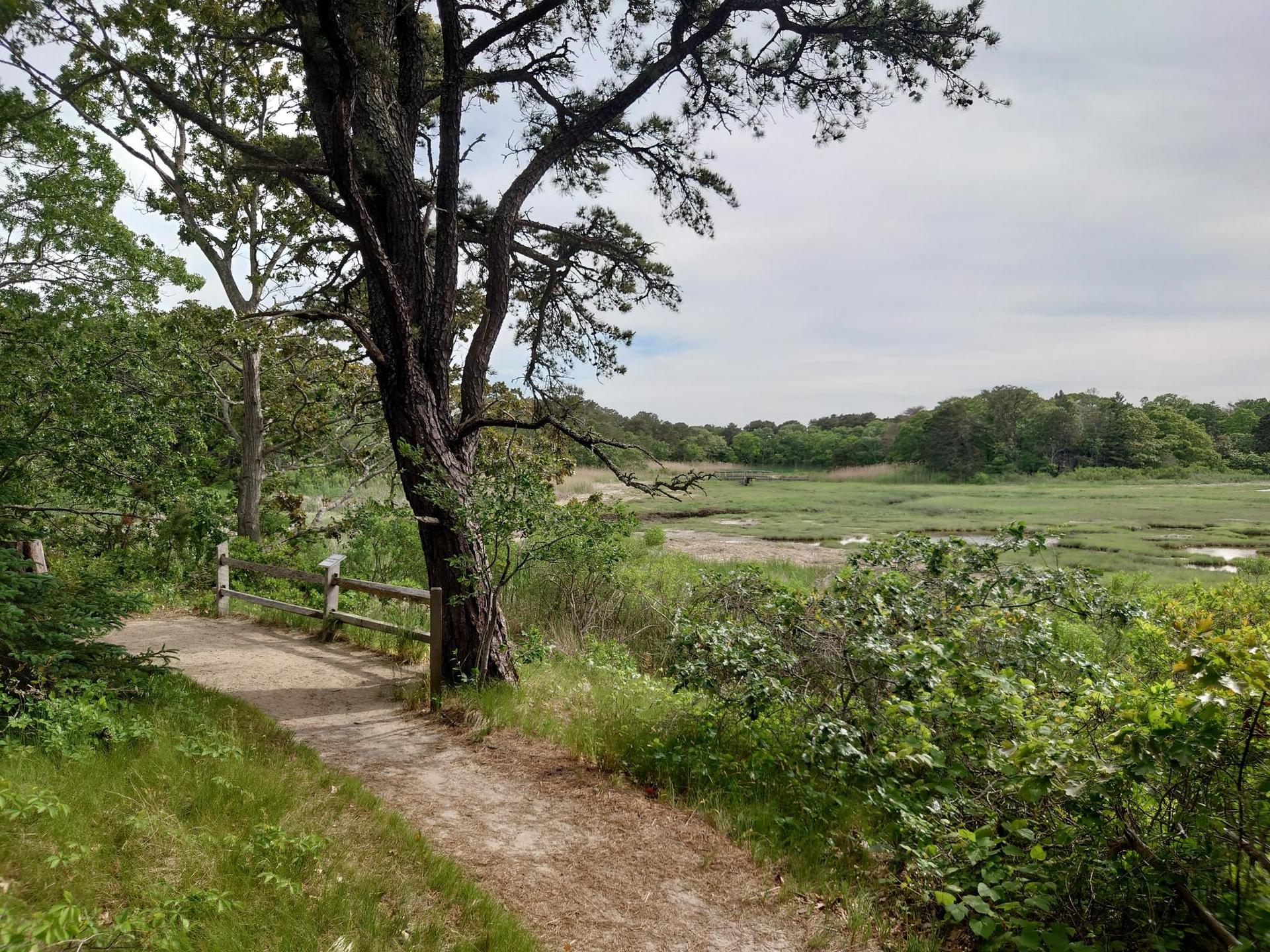 Dirt path winds beside a large tree overlooking a green marsh.