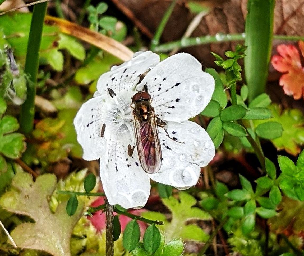 A brown insect rests on a white flower with dark spots.