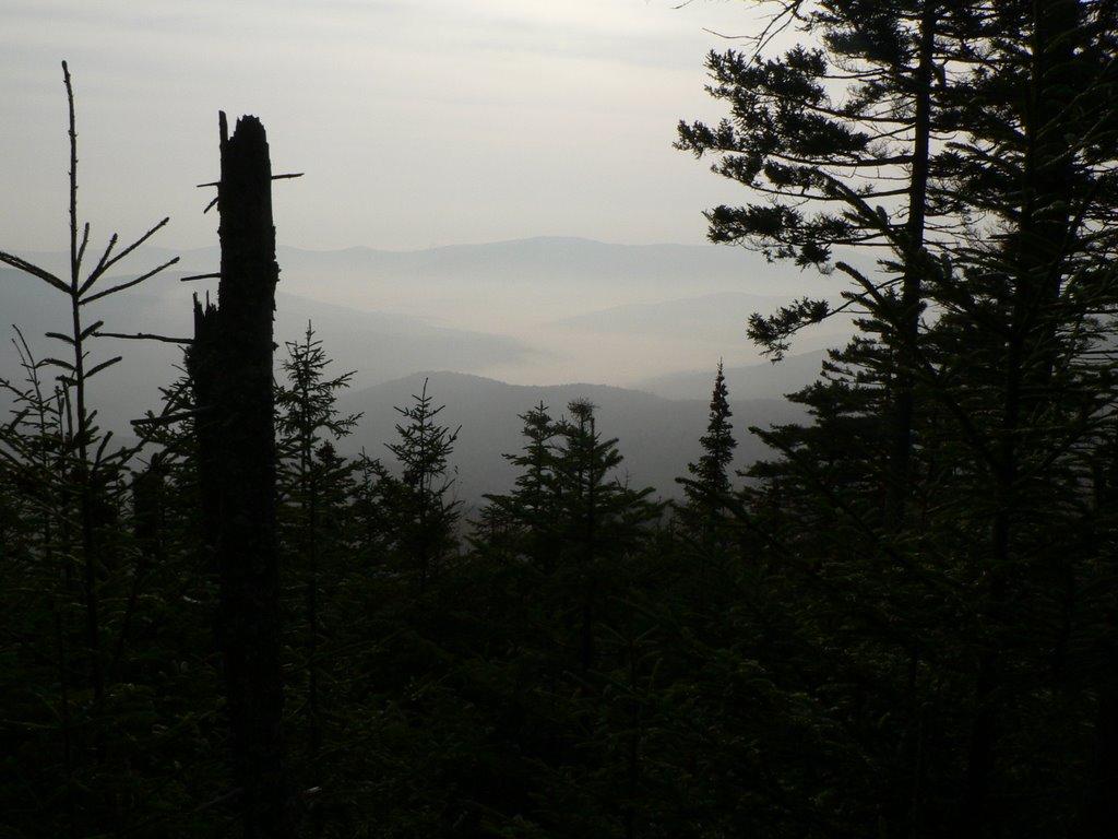 Dark silhouettes of trees against misty, distant mountains on an overcast day.