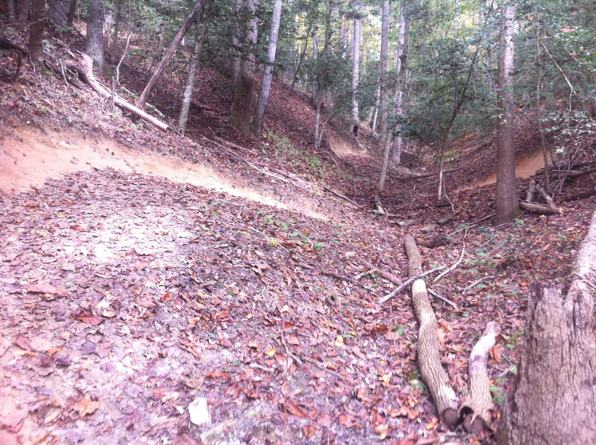 A steep, leaf-covered forest slope with a narrow dirt path.