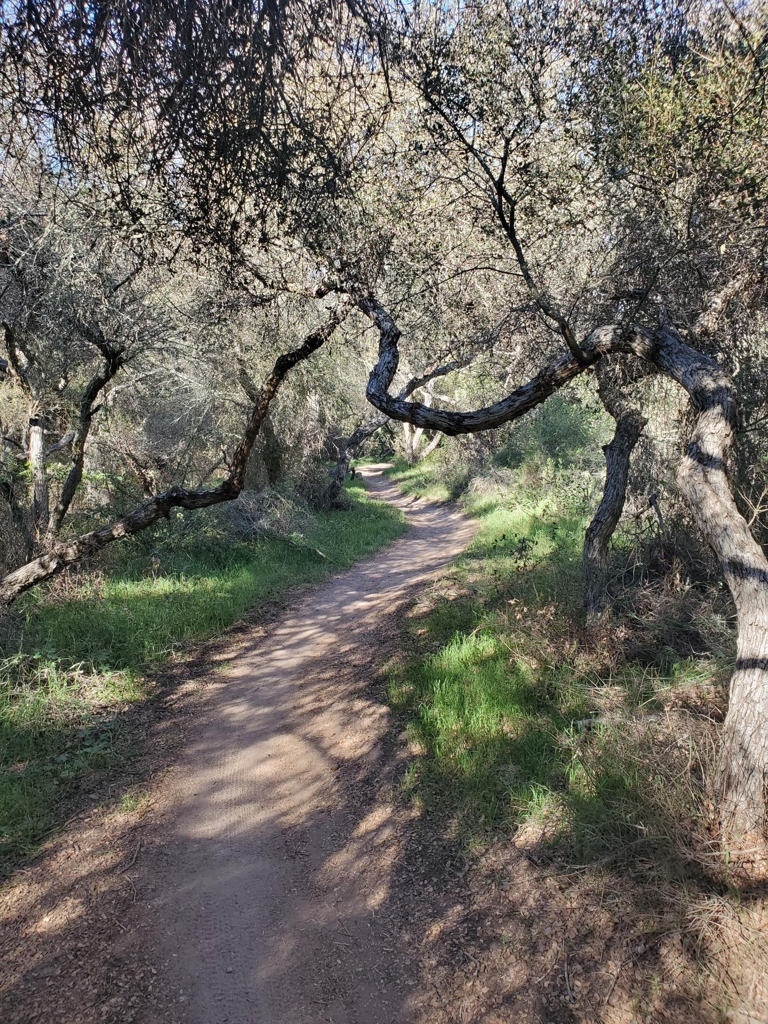 A shaded dirt path winding through arching trees with green grass. Dappled light.