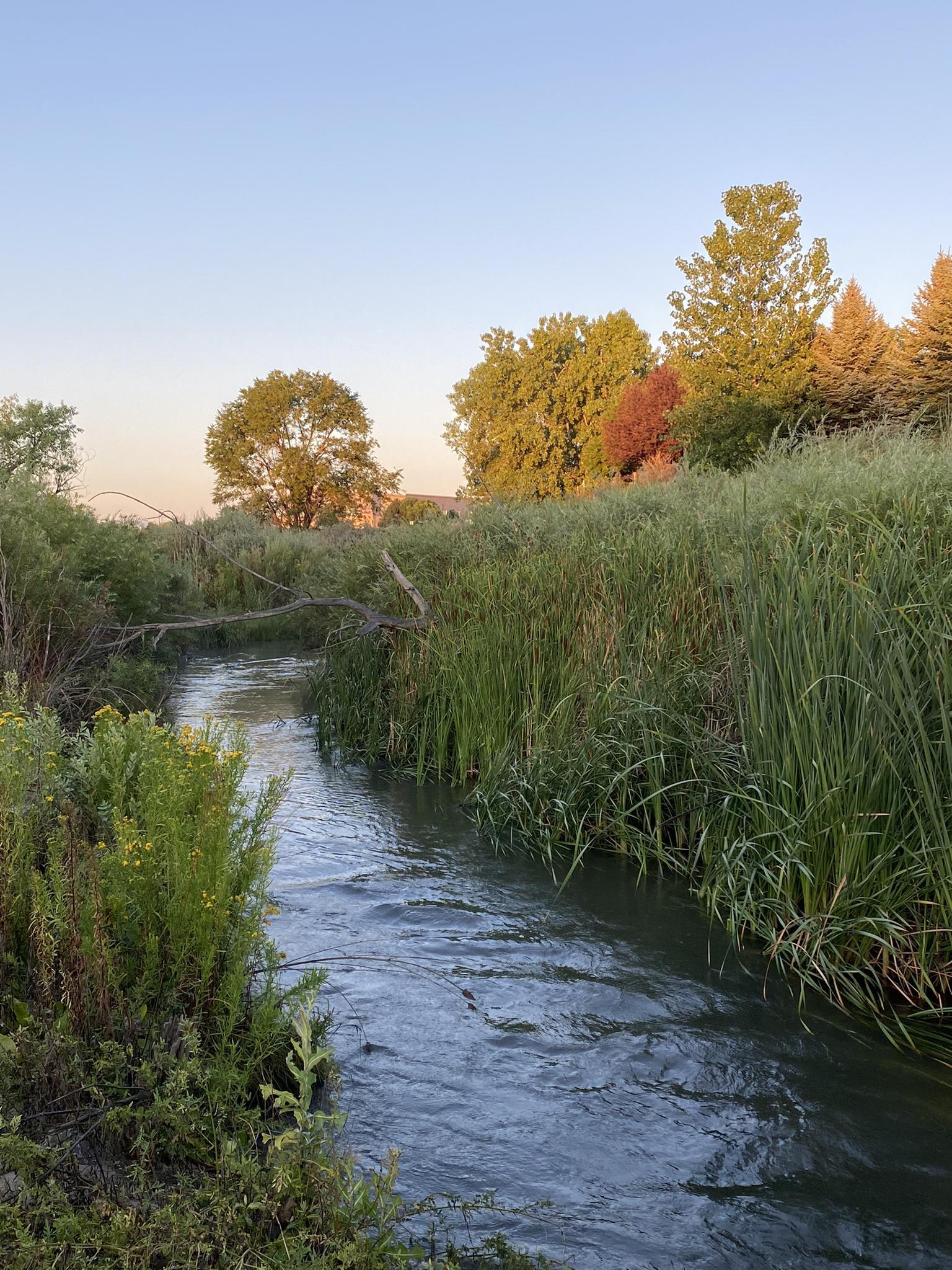 Winding stream through lush green banks and tall grass at golden hour.