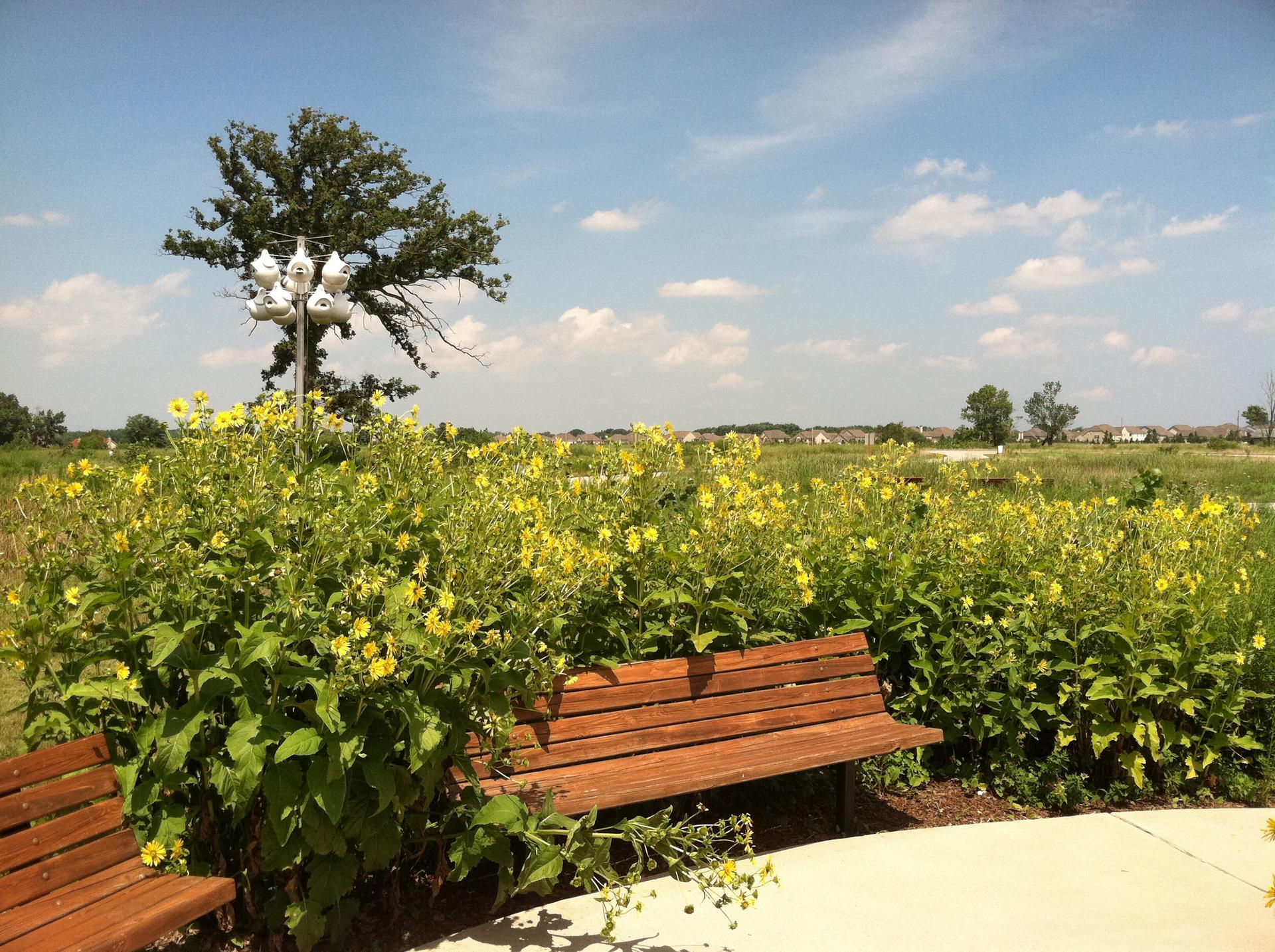 Sunny view of wooden benches amidst yellow wildflowers and a tree with birdhouses.