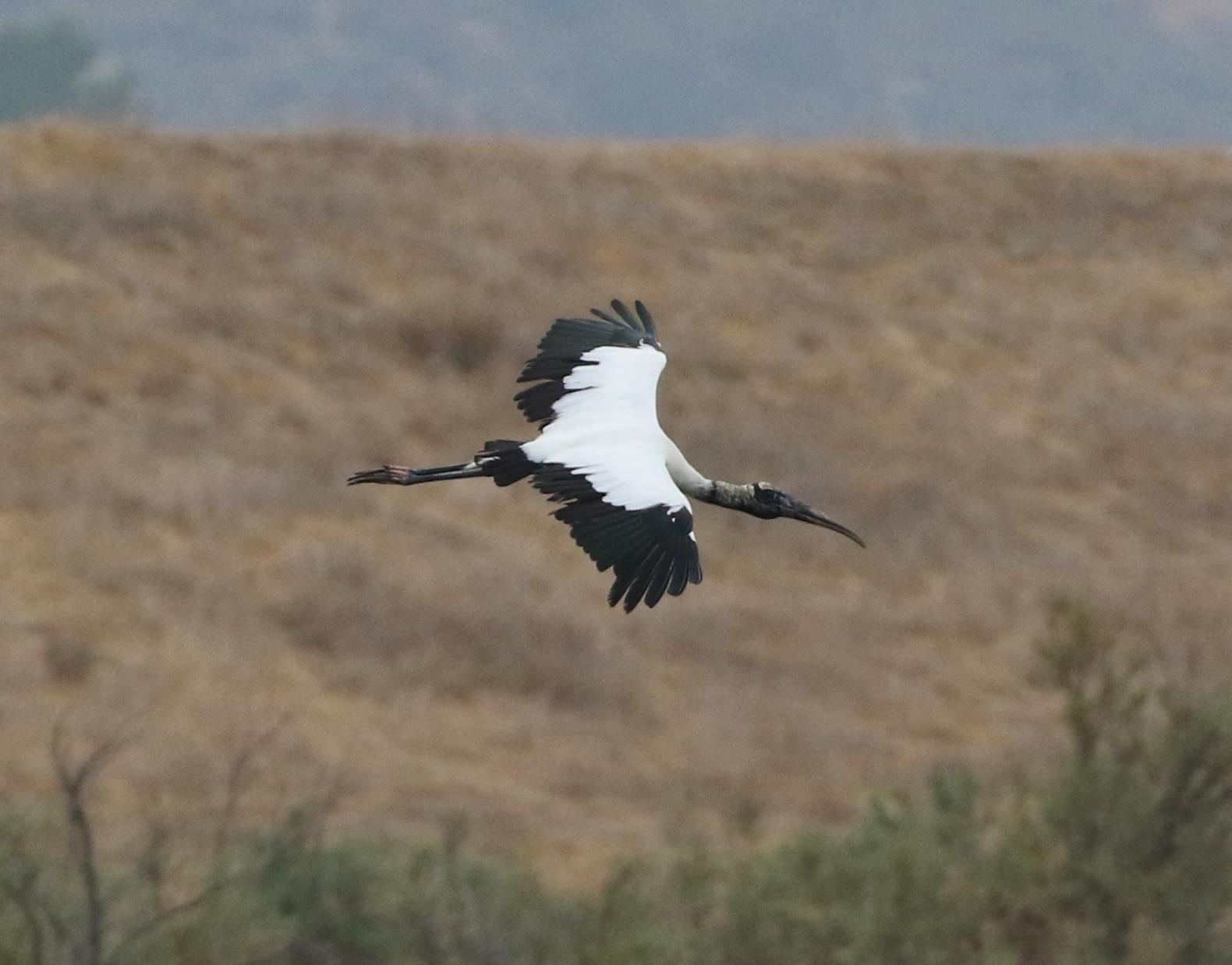 A black and white bird with a long beak flies over dry, brown hills.