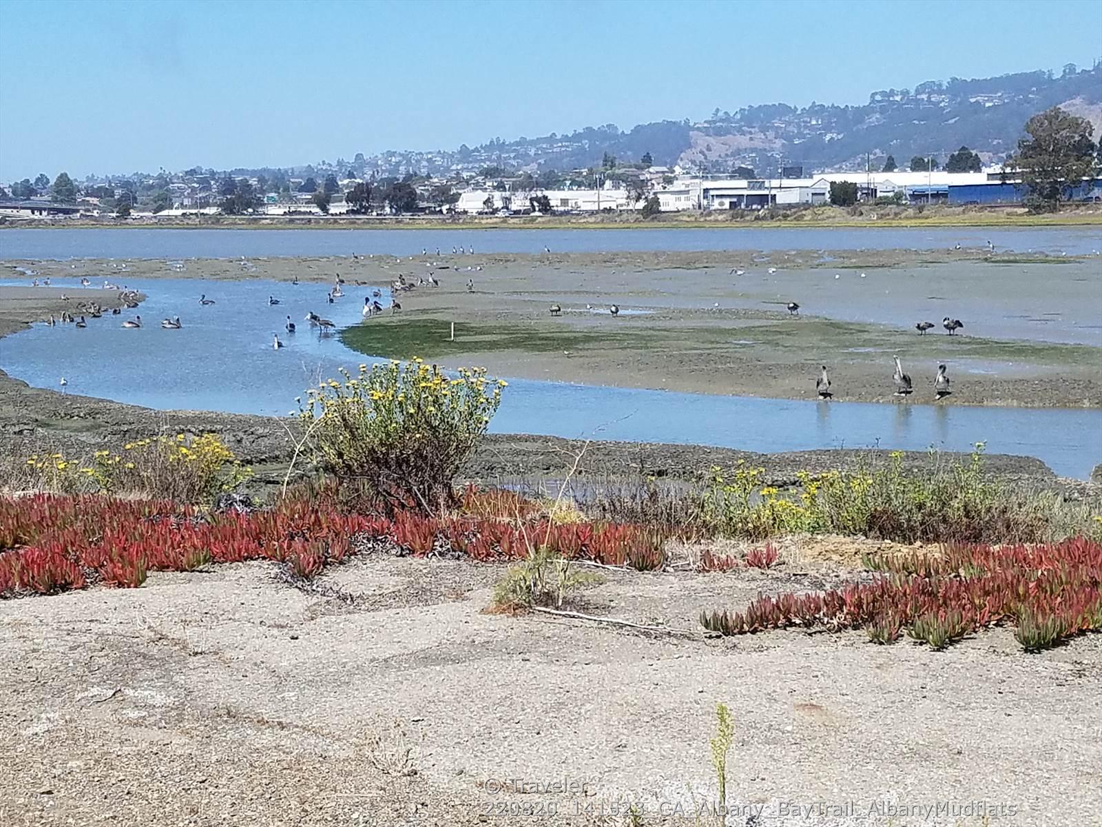 Birds on mudflats with water channels, colorful plants, and distant buildings.