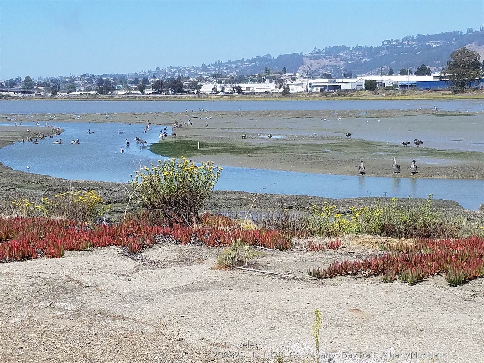 Birds on mudflats with water channels, colorful plants, and distant buildings. - Albany Bulb and Waterfront Trail