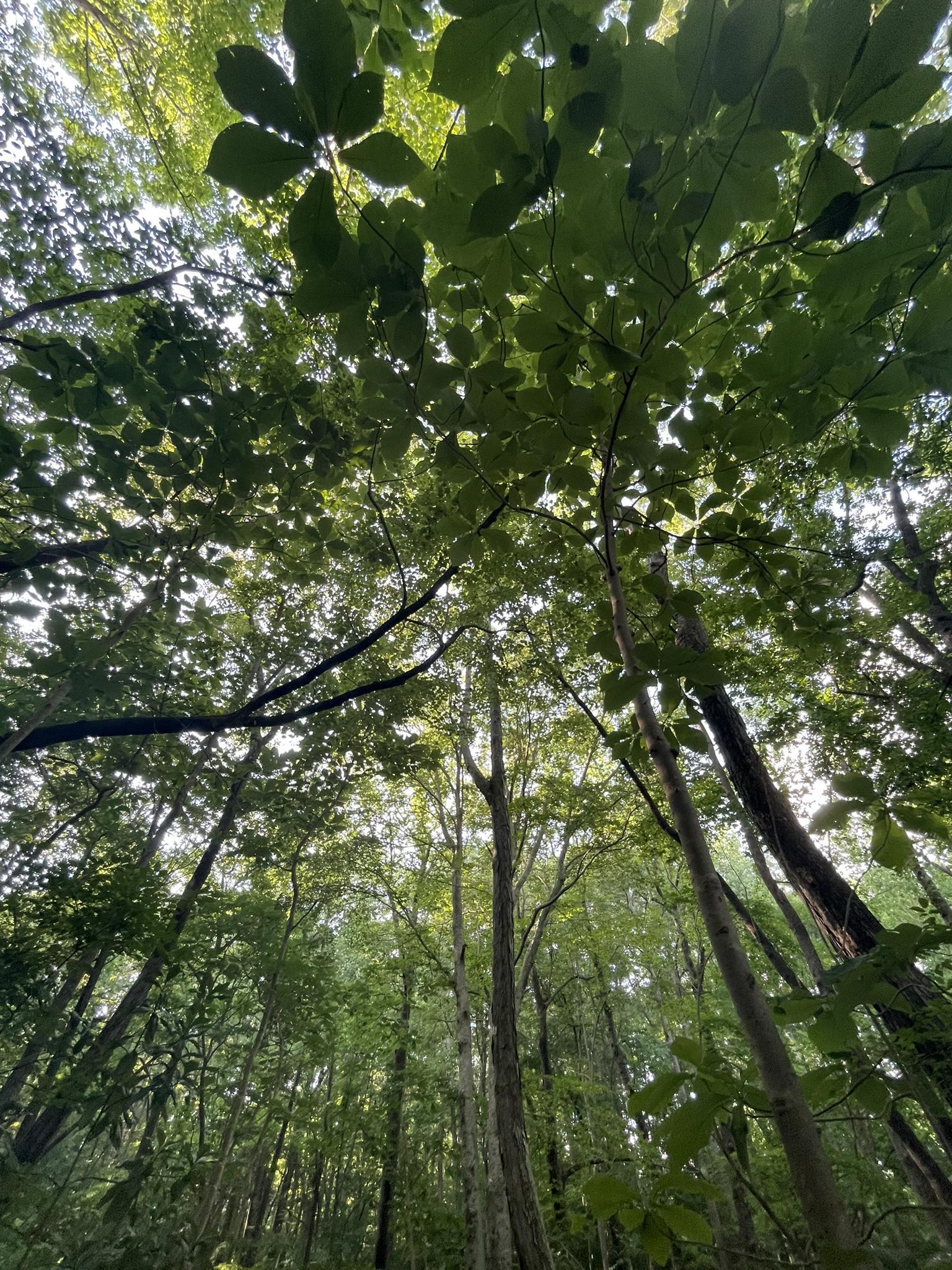 Upward view of a dense forest canopy with sunlight filtering through green leaves.