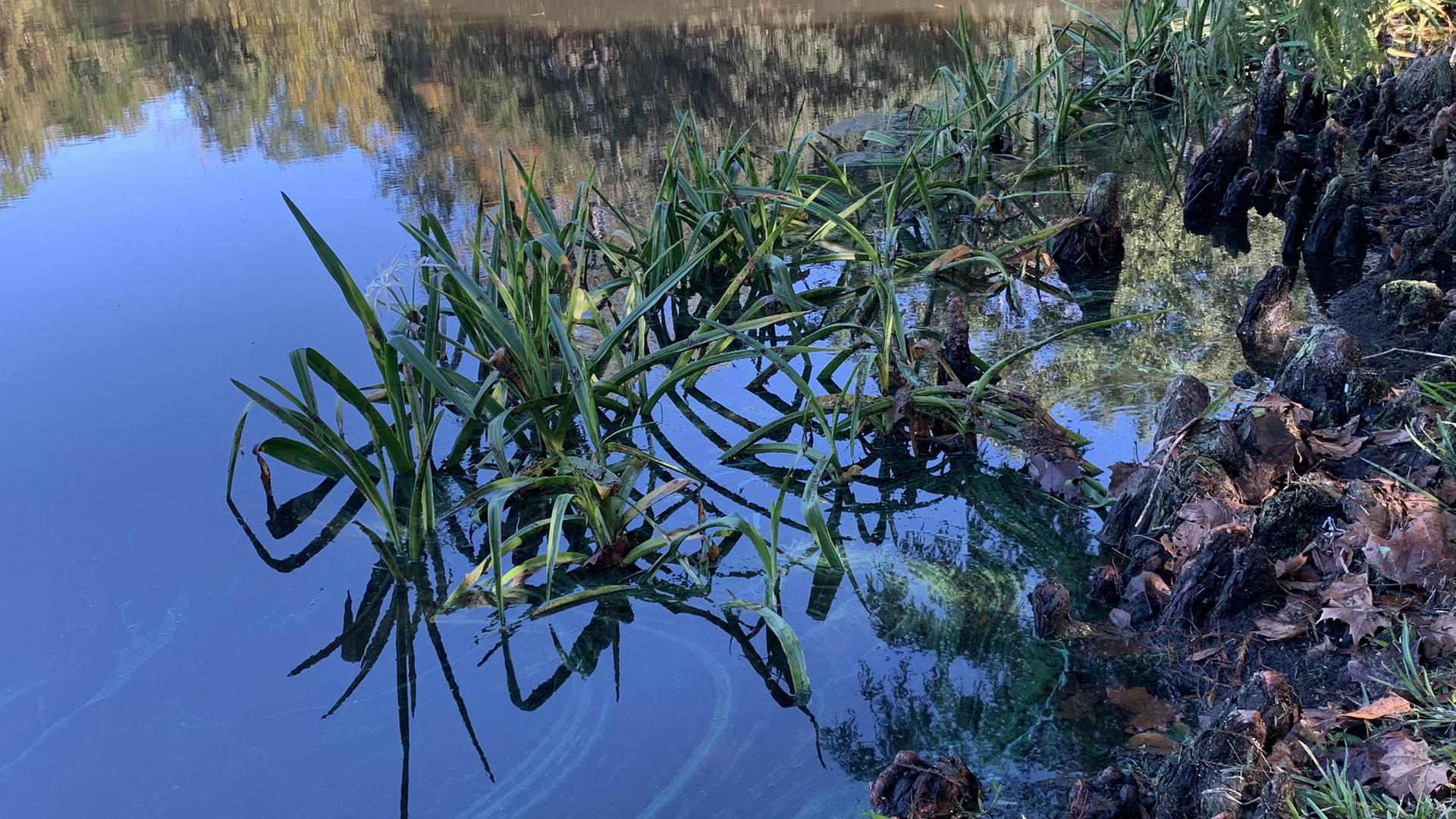 Green aquatic plants grow in clear water near a muddy bank.