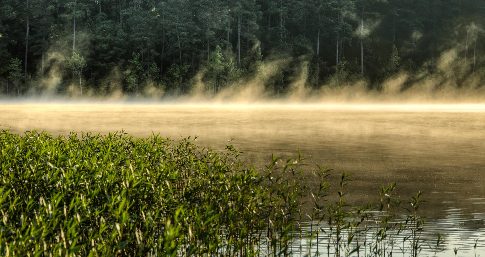 Golden mist rises from a tranquil lake, with green reeds and forest.