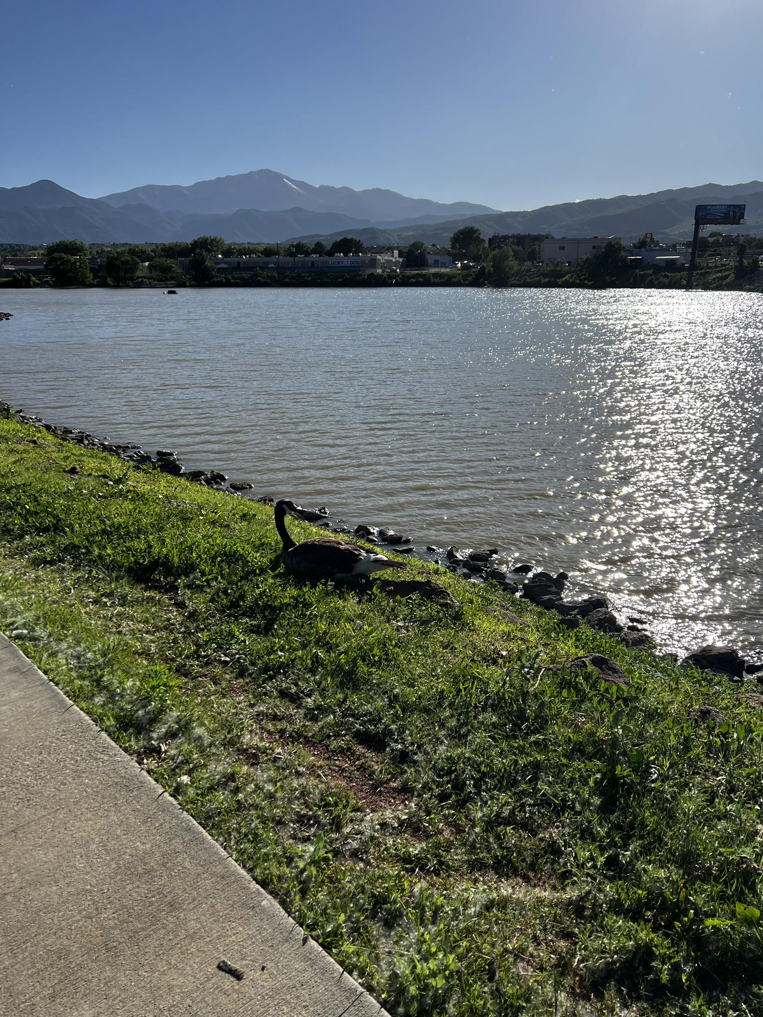 A goose rests on a grassy lake bank with mountains under bright sun.