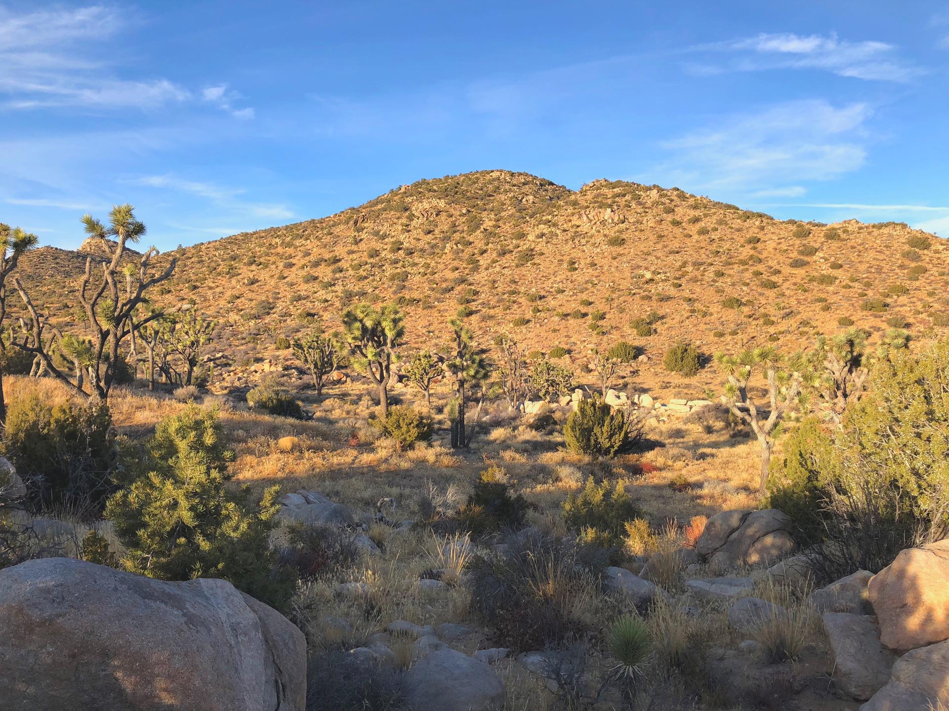 Sunny desert landscape with unique trees, rocks, and a large sunlit hill.