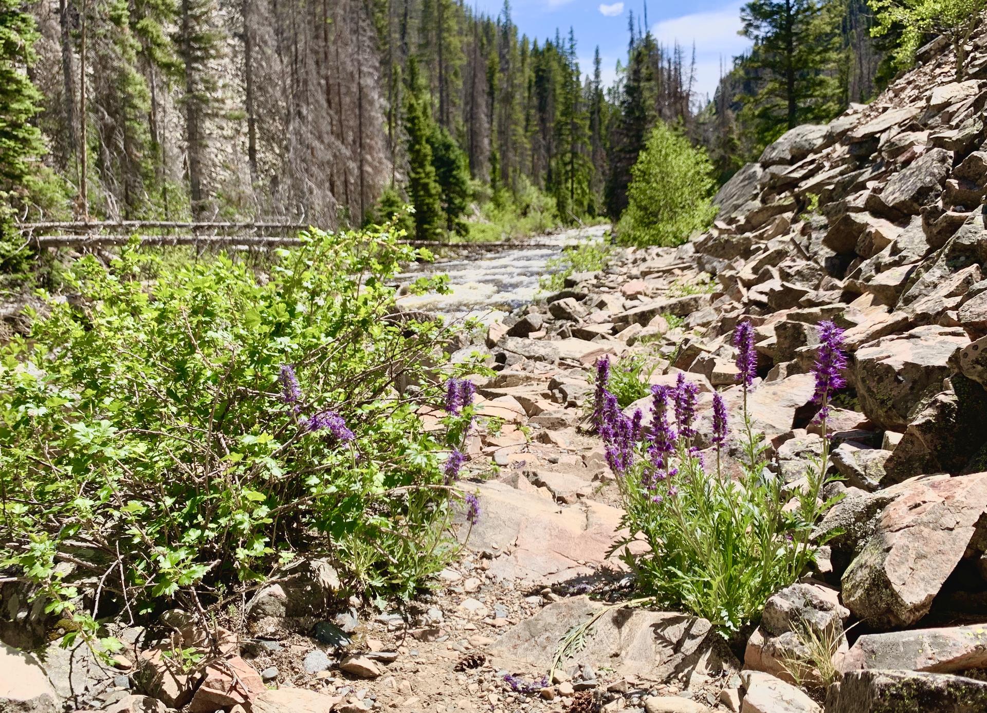 Sunlit rocky path with purple flowers, green shrubs, and a forest backdrop.