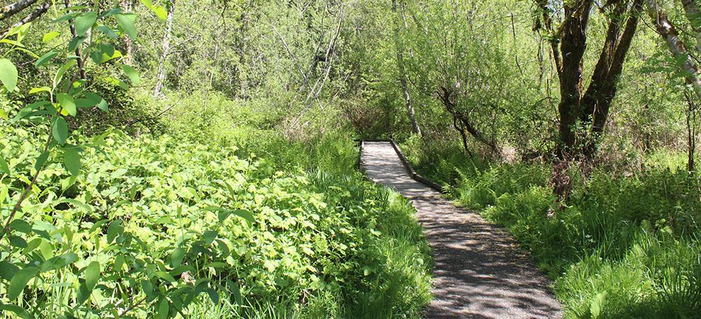 Sunny boardwalk path winding through dense green foliage and trees.