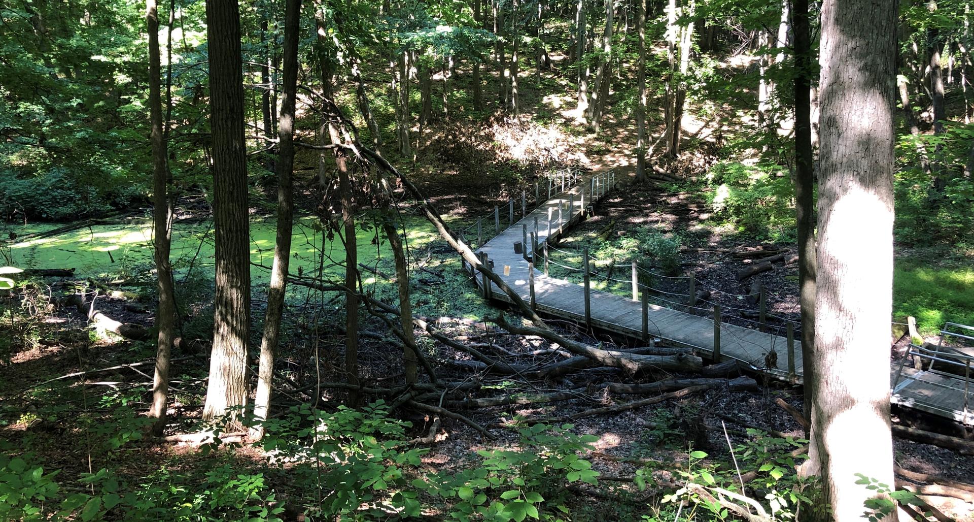 A wooden boardwalk winds through a sunlit forest with fallen trees.