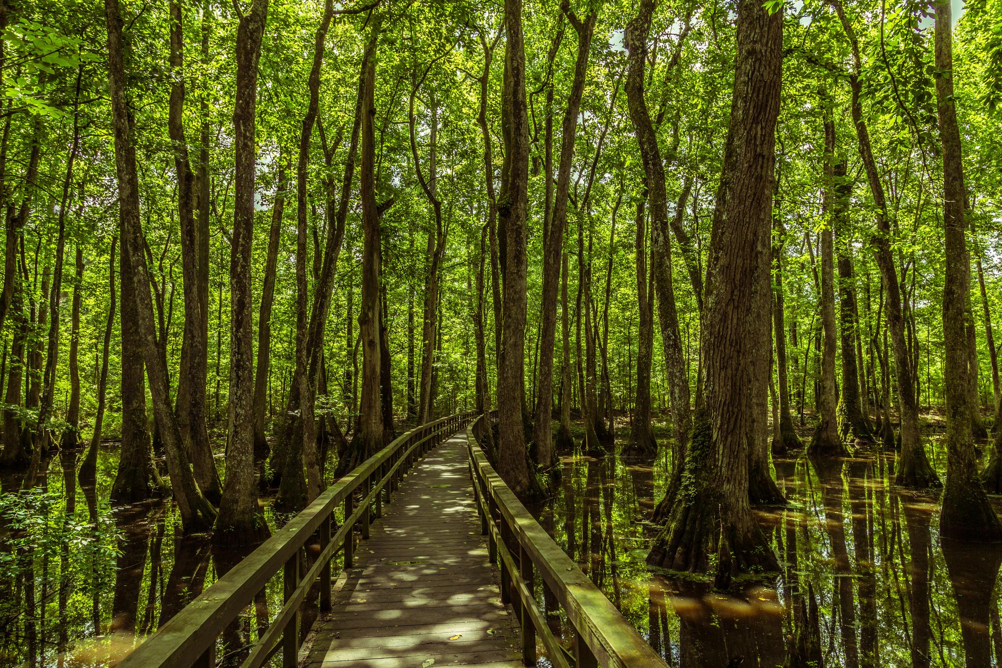Sunlit wooden boardwalk winding through a lush, green, flooded forest.