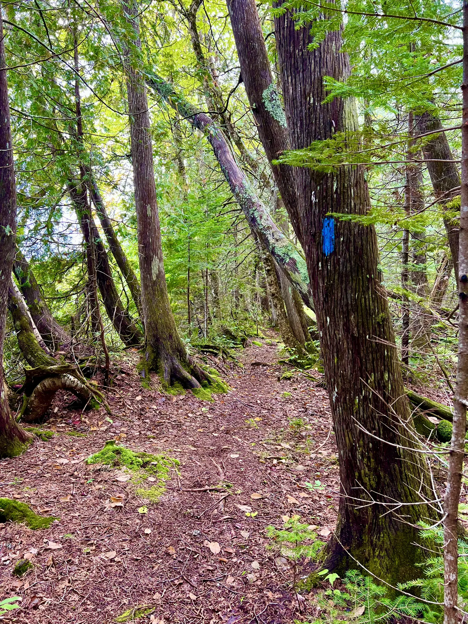 Dirt path winding through a dense forest with a blue trail marker.