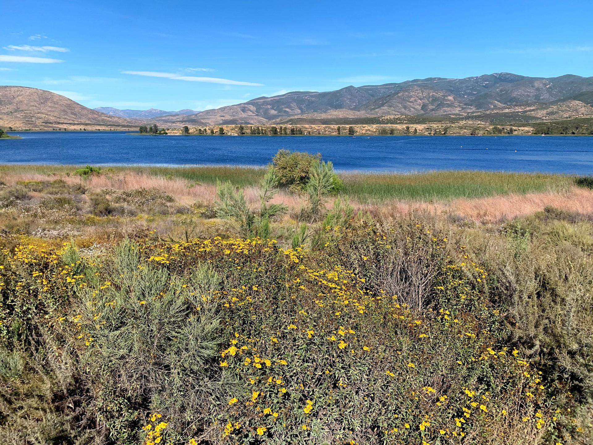 A vibrant blue lake surrounded by fields of yellow wildflowers and mountains.