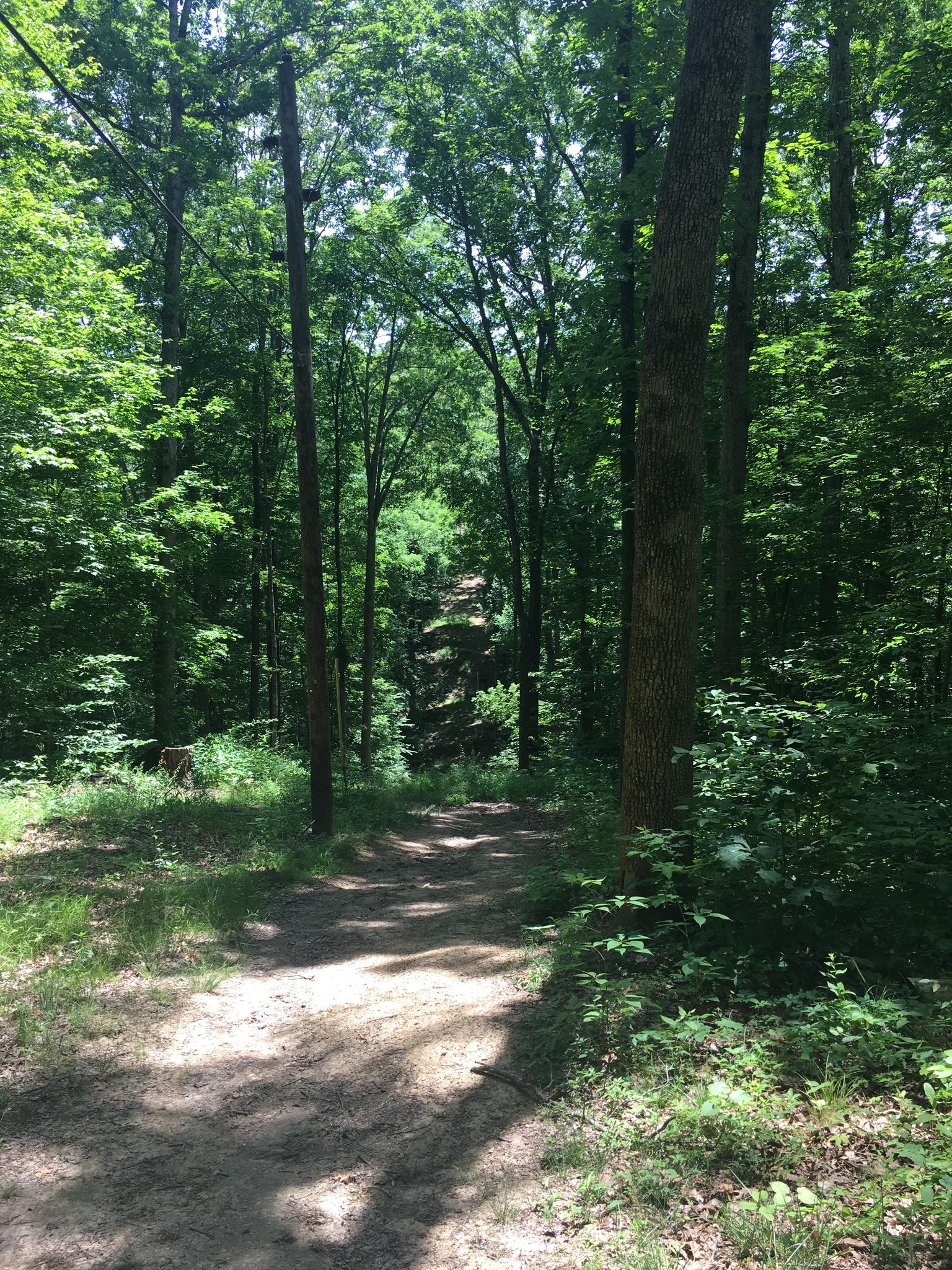 A dirt path winds through a sun-dappled, dense green forest.