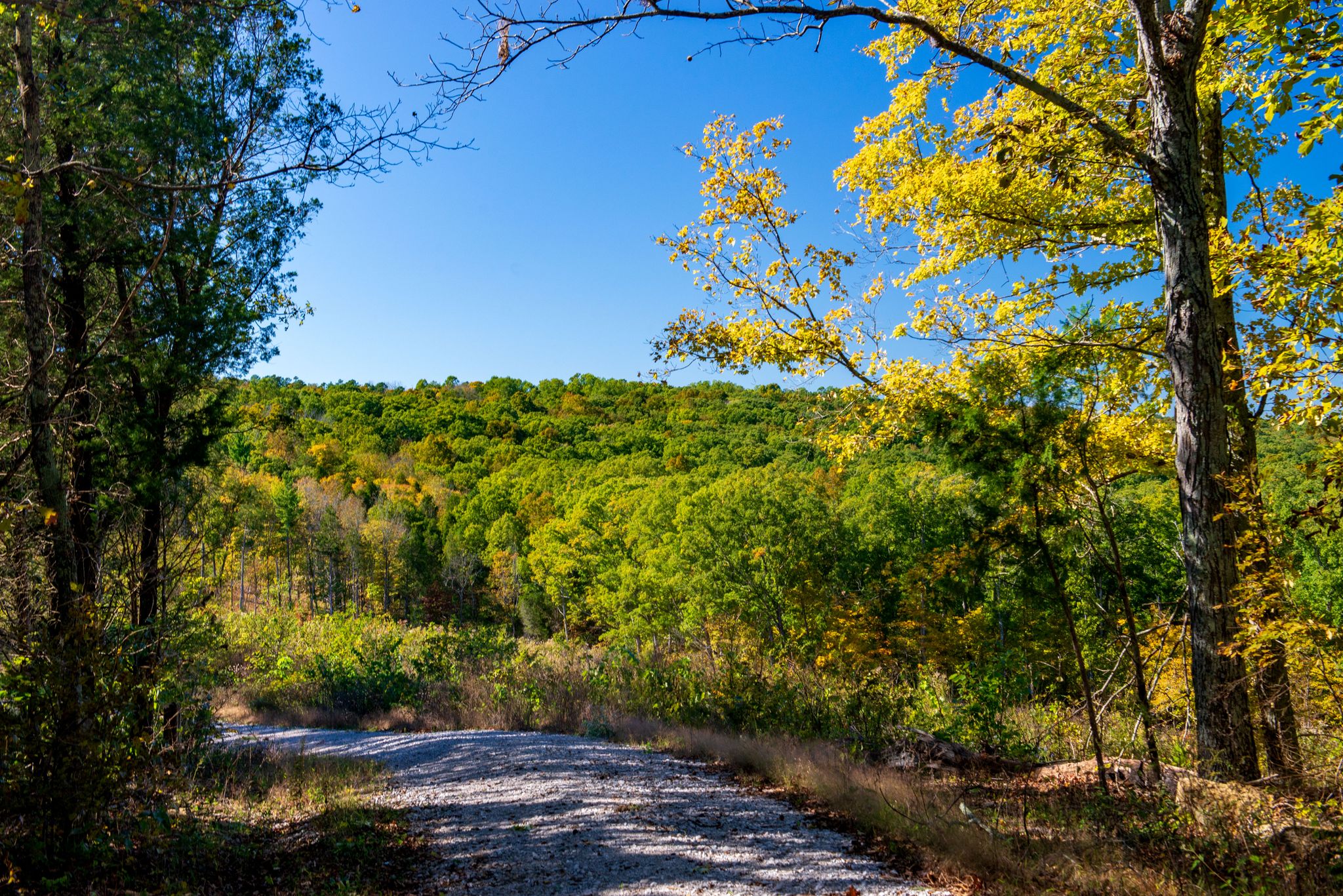 Sunny dirt road winding through a vibrant green and yellow autumn forest. - Oriole East Trail