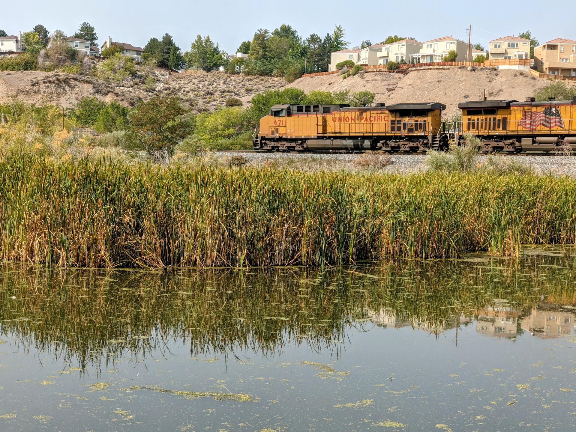 Yellow train on tracks behind tall reeds, reflecting in water, under bright sky.
