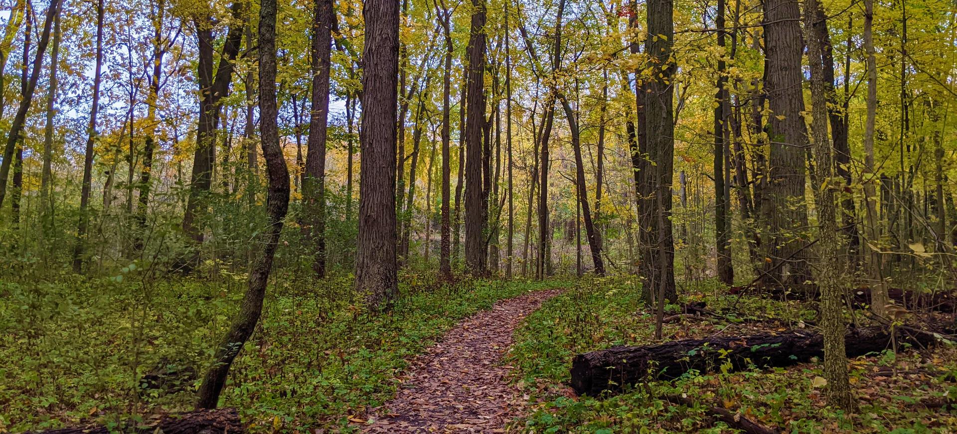 A winding, leaf-covered path through a vibrant autumn forest under soft light.