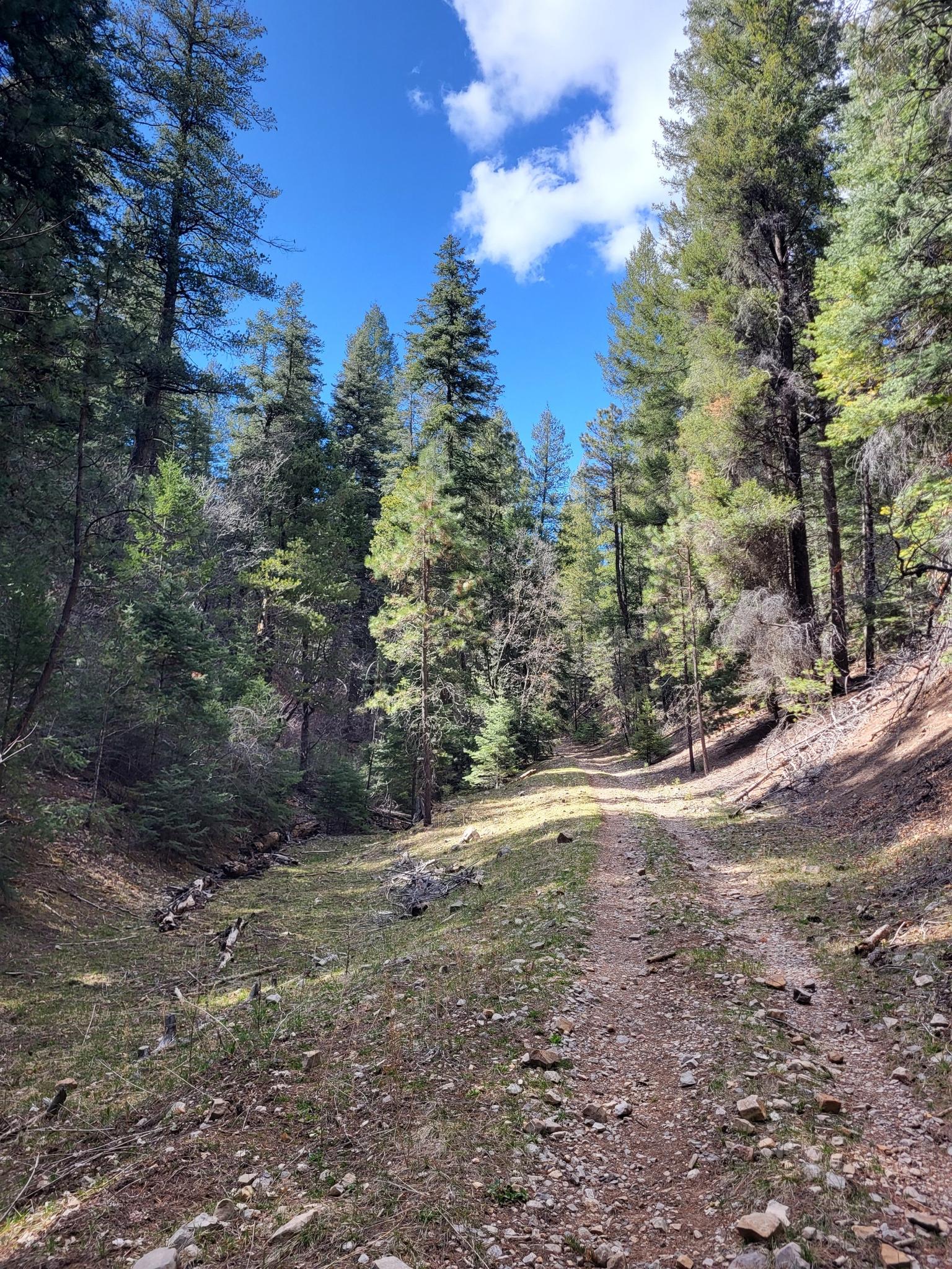 Wide dirt path through a sunlit forest under a blue sky.