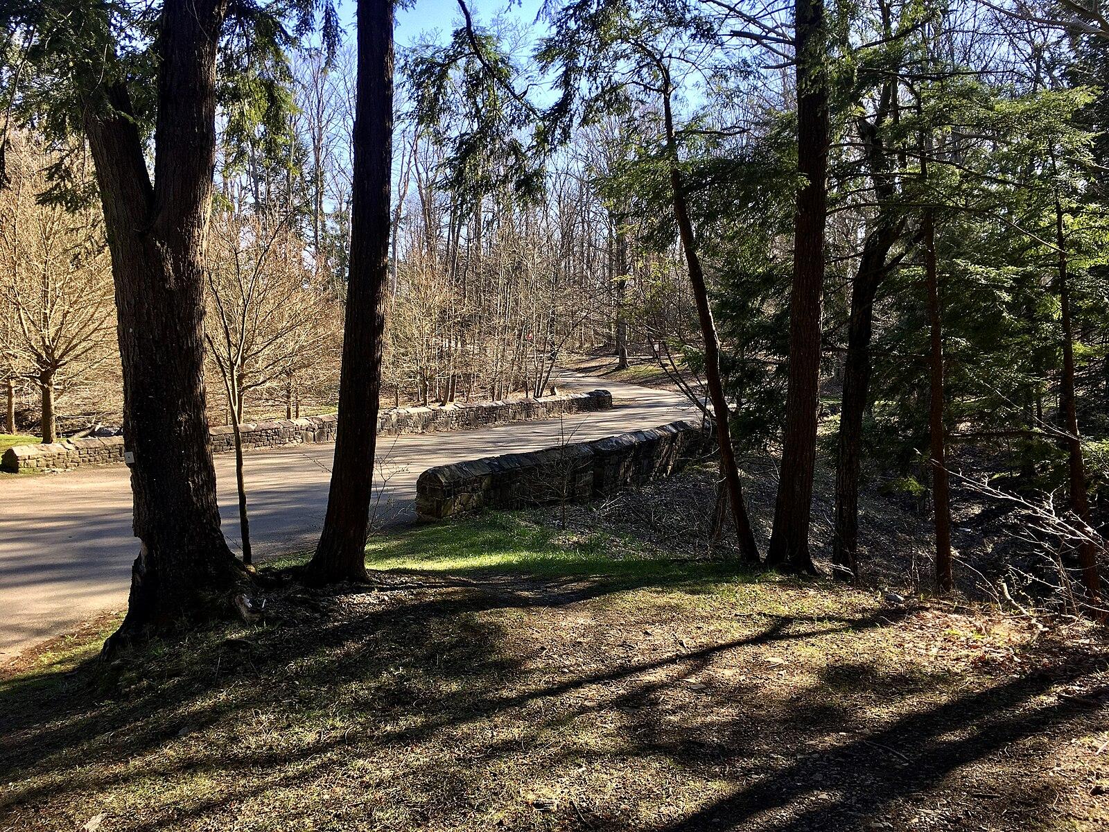 Sunny forest road with tall trees and a stone wall on a bright day.