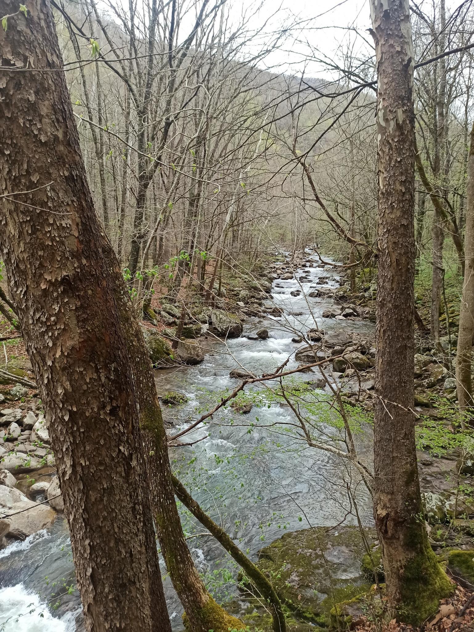 Rocky river flowing through a dense forest with bare trees.