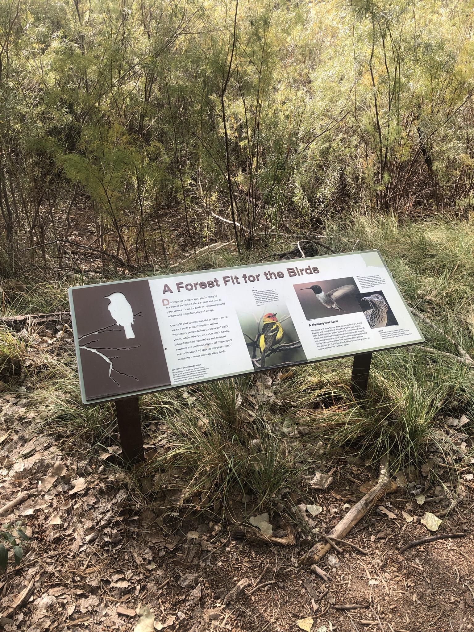 An interpretive sign about birds stands in a wooded, grassy area. - Paseo del Bosque and Aldo Leopold Trail Loop