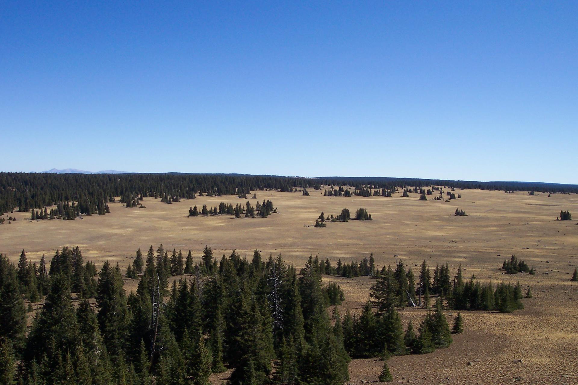 Expansive golden field with scattered evergreen trees and distant forest under clear sky.