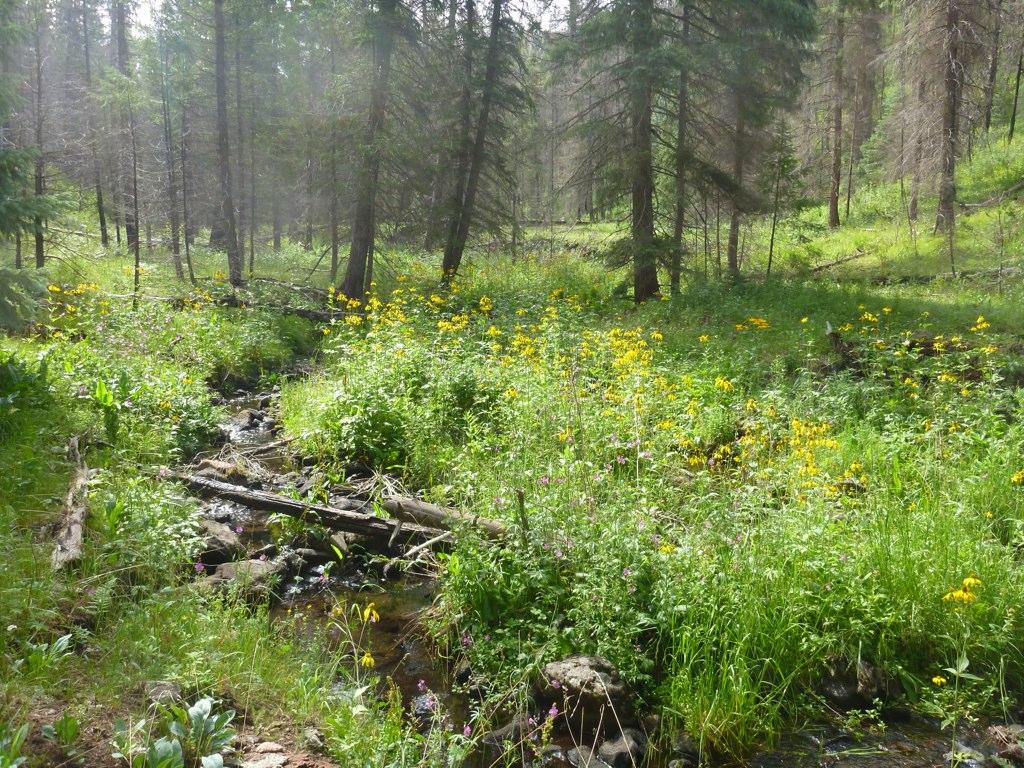 A sunlit forest stream flows through a meadow of yellow wildflowers and green grass.