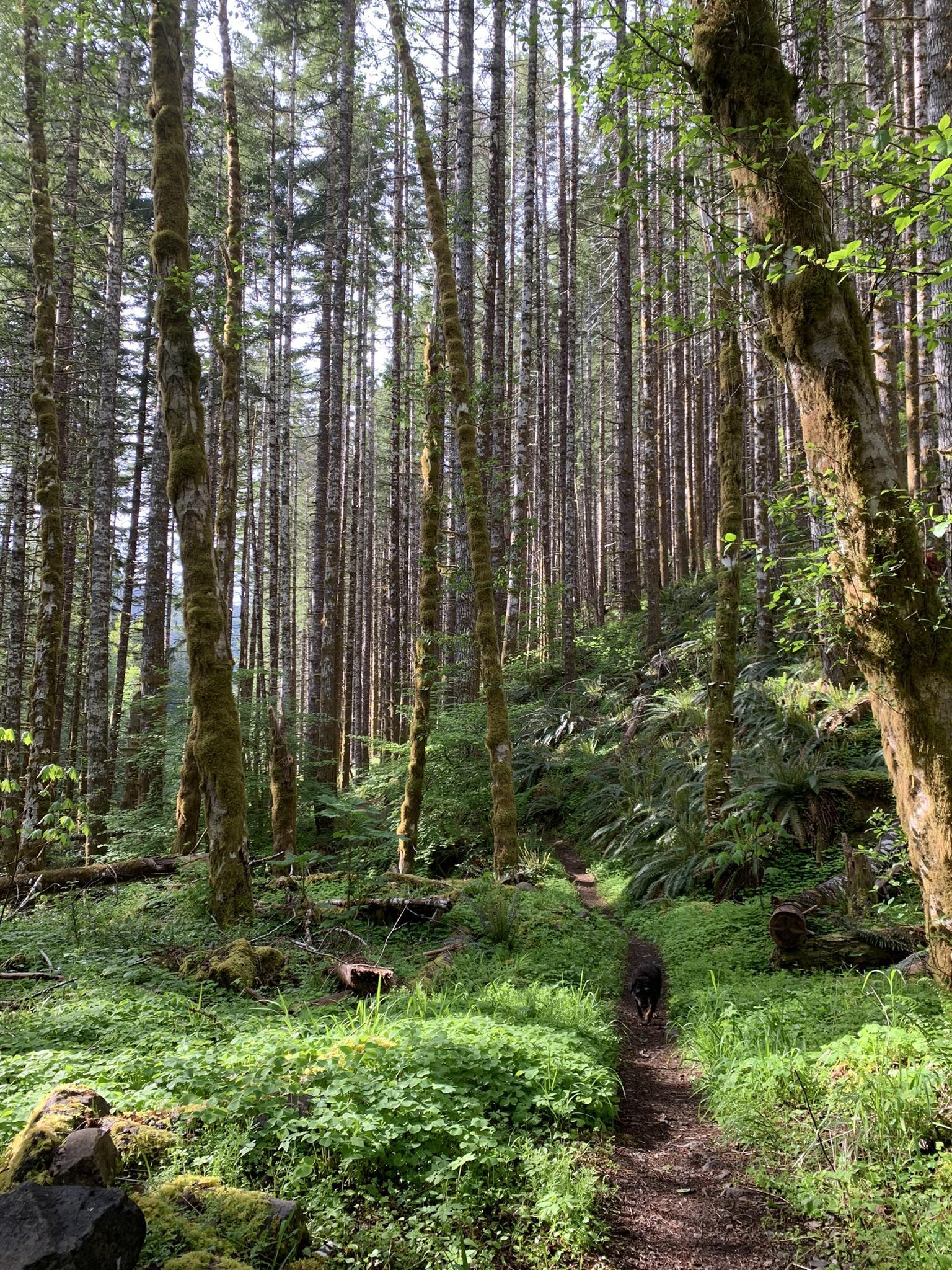 A dog walks on a sun-dappled dirt path through a dense, green forest.
