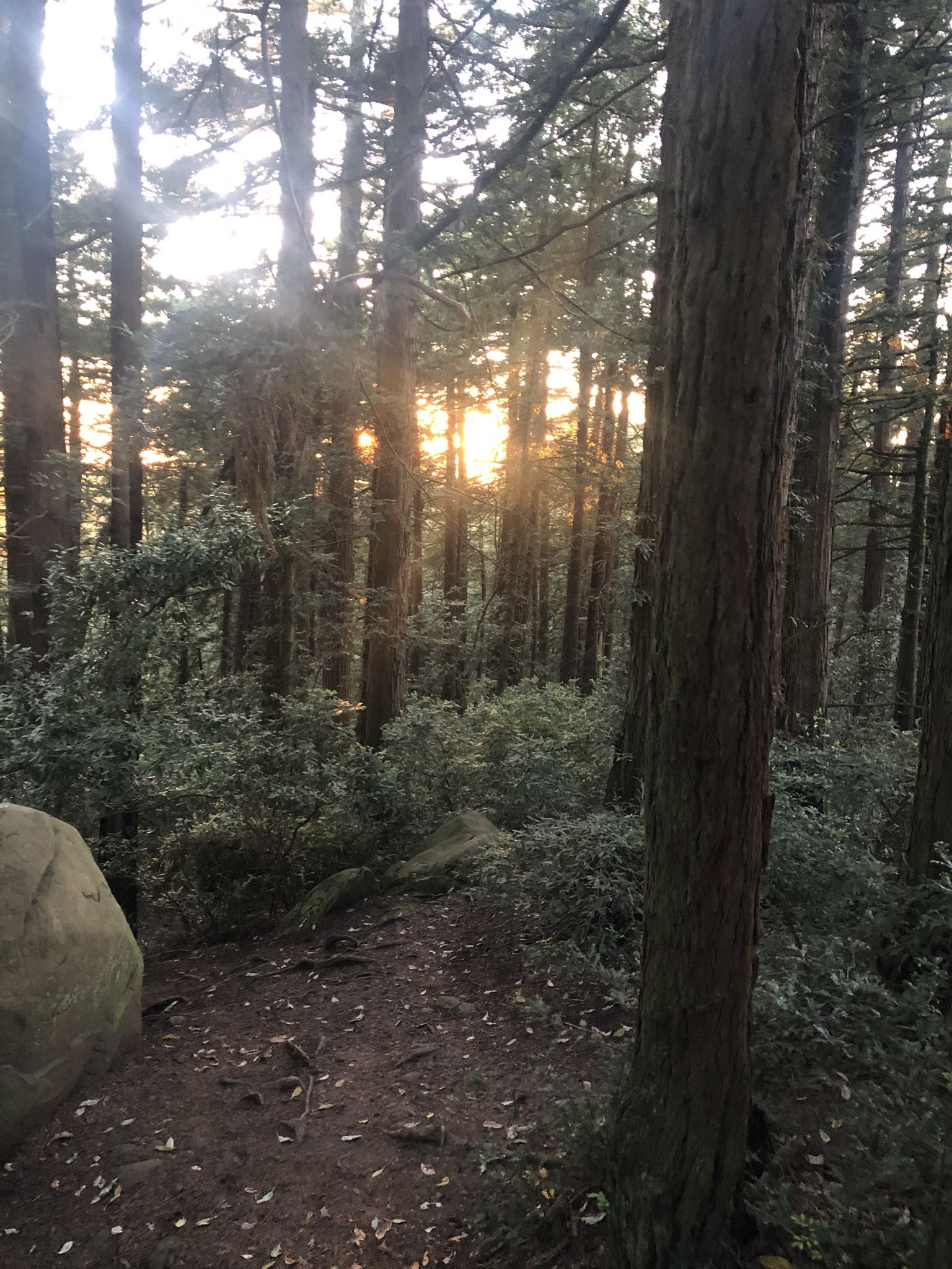 Sunlight streams through tall forest trees onto a dirt path and large rock. - Dunn, West Ridge, Redwood Peak, French, West Ridge Loop