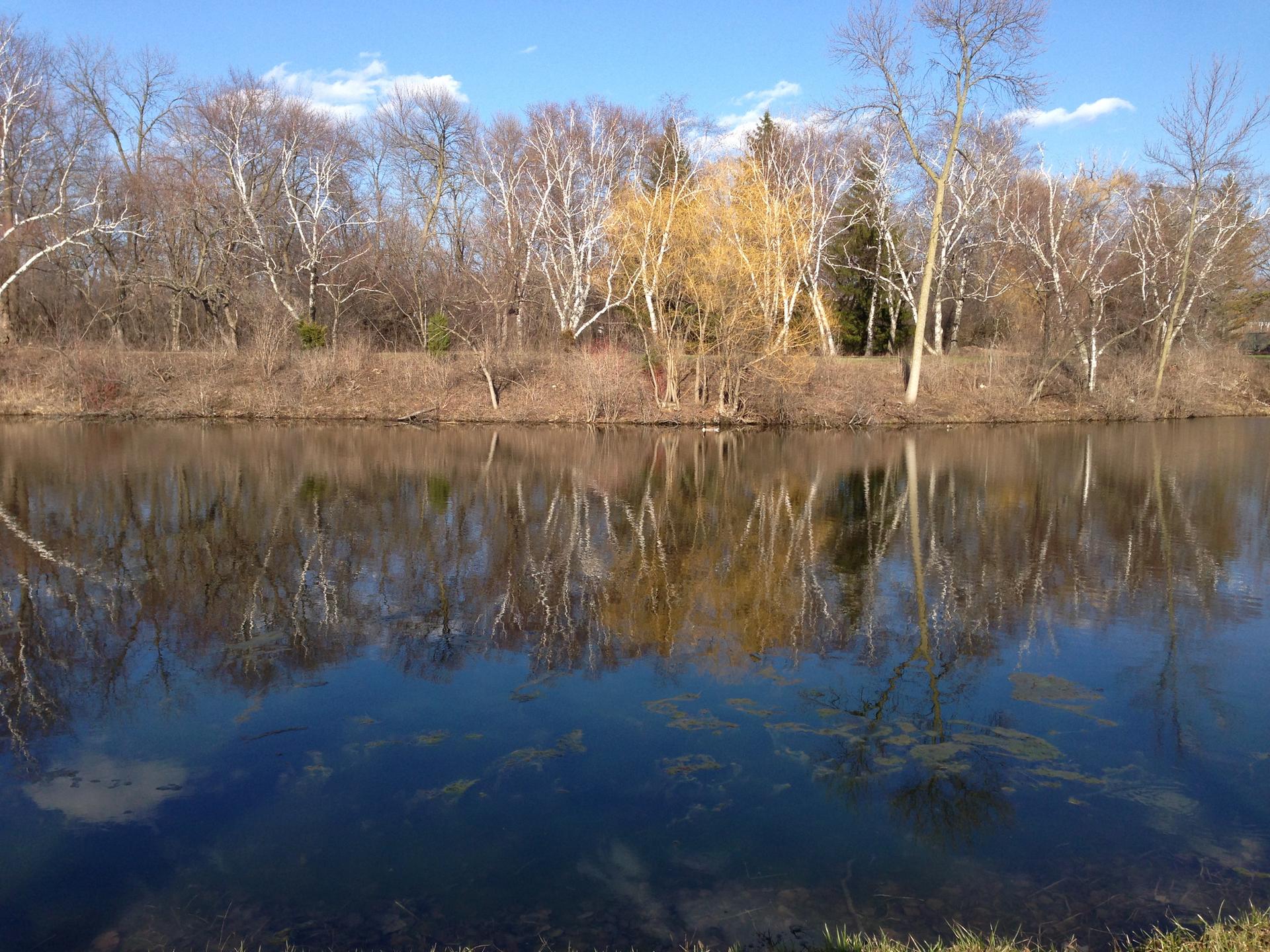 Calm water reflecting bare trees and a bright yellow tree on a sunny day.