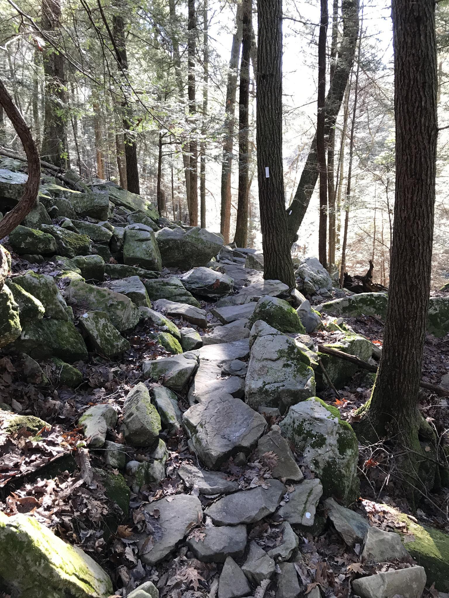 Rocky forest path with sunlight filtering through tall trees.