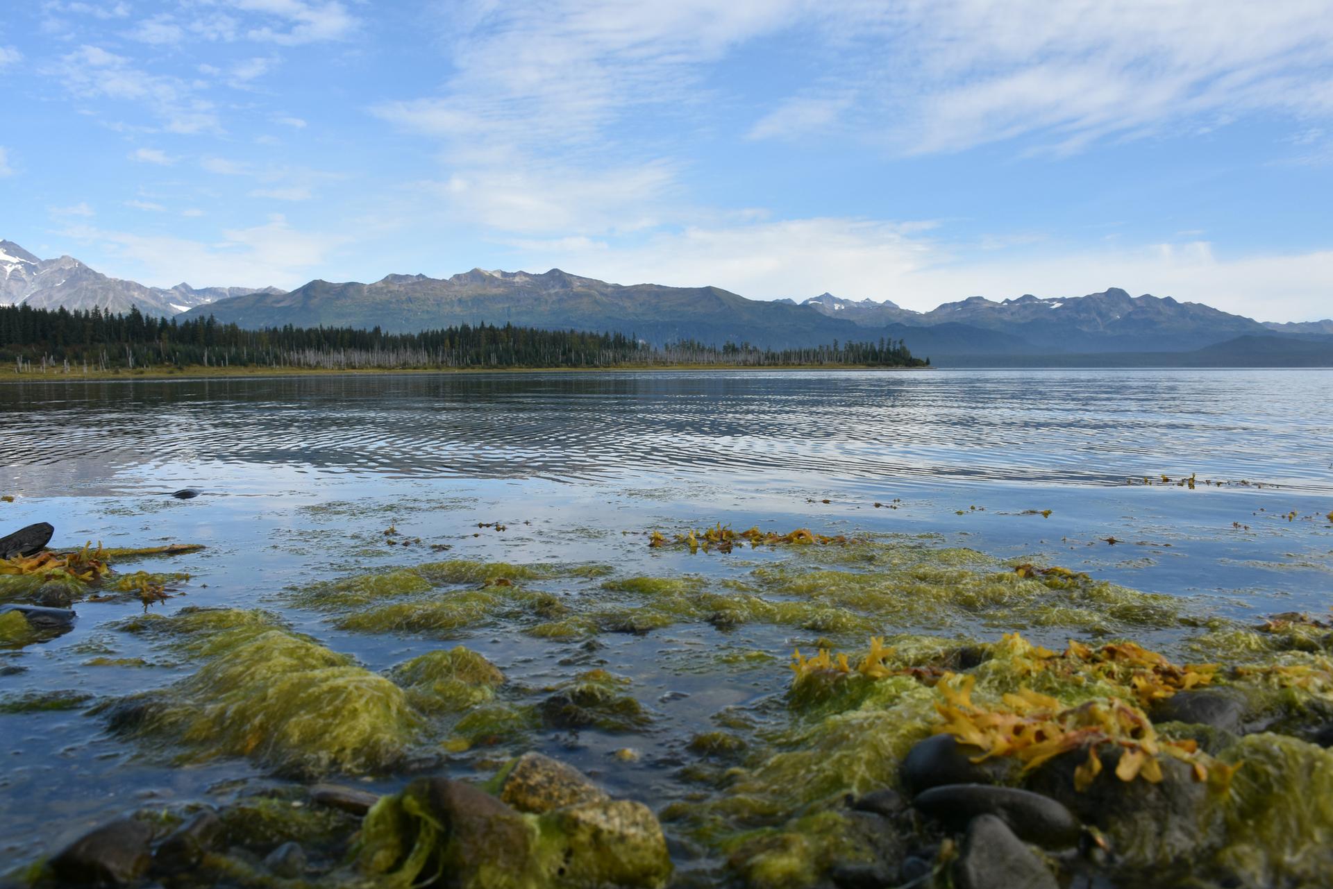 Rocky, mossy shoreline with calm water, distant mountains under a blue sky.