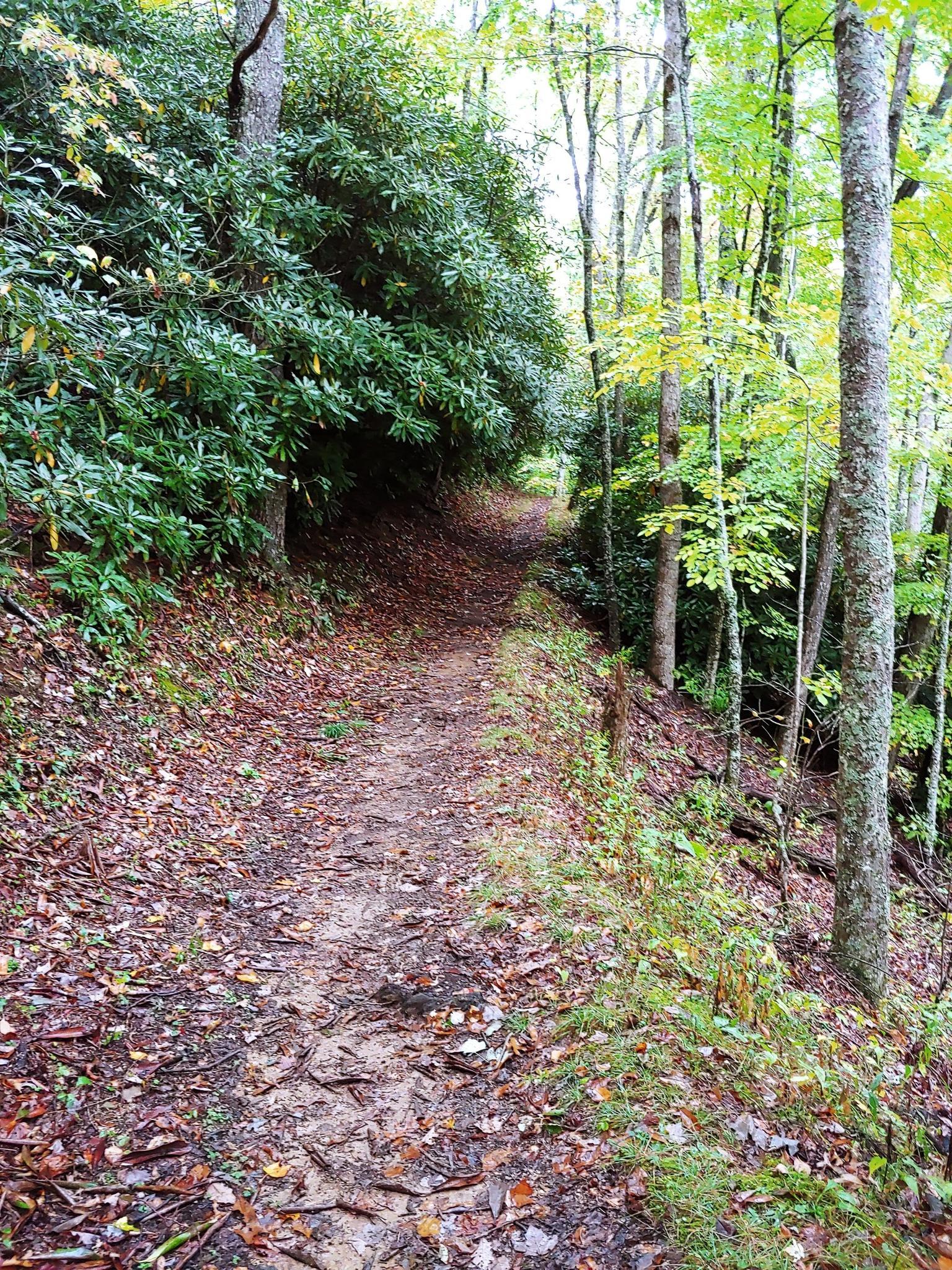 A narrow dirt path winding through a dense green forest.