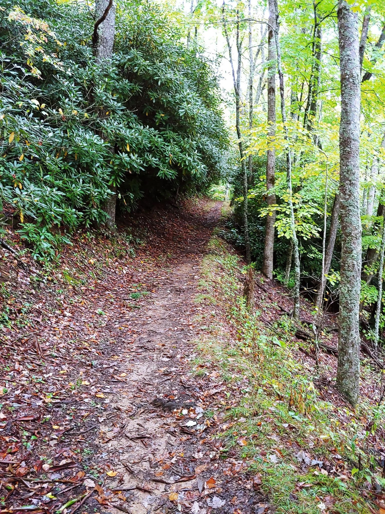 A narrow dirt path winding through a dense green forest. - Rich Mountain Loop